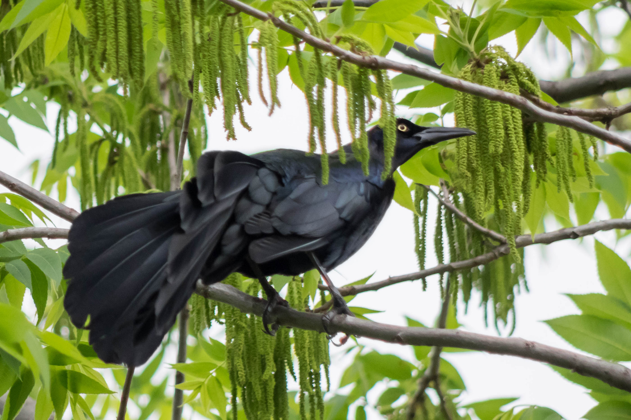 smc PENTAX-DA L 55-300mm F4-5.8 ED sample photo. Grackel photography