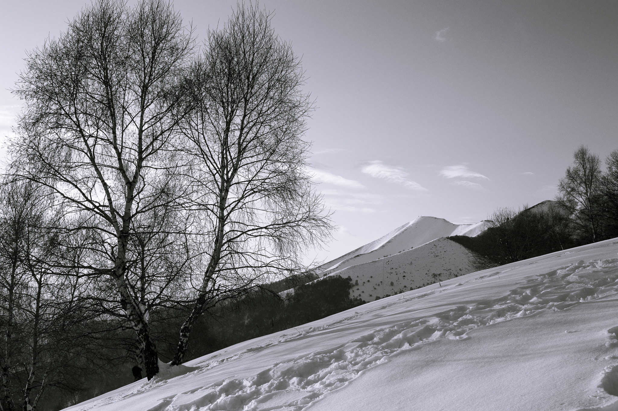 Tamron SP 24-70mm F2.8 Di VC USD sample photo. Neve ed alberi photography