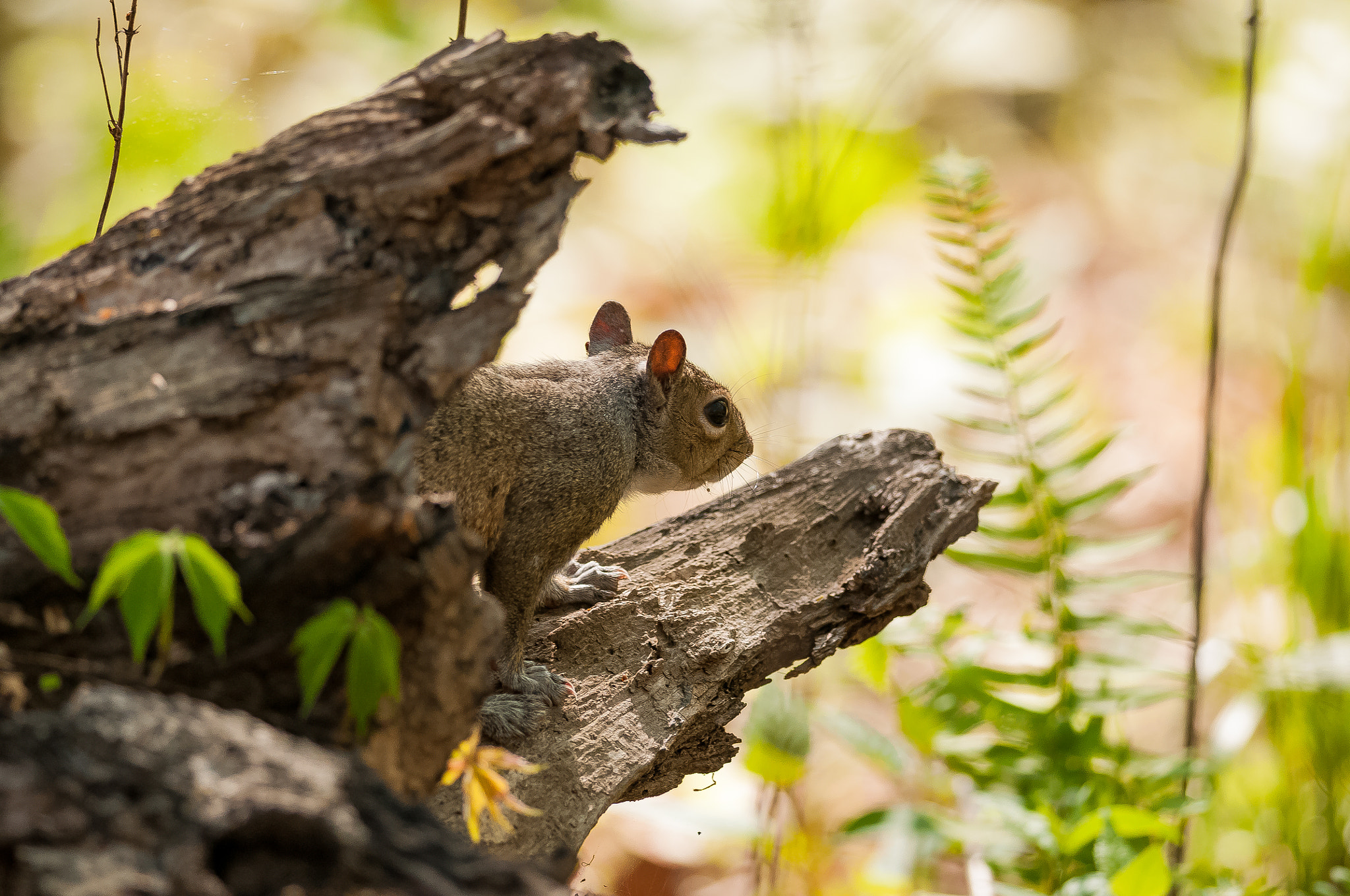 Nikon D300S + Nikon AF-S Nikkor 300mm F4D ED-IF sample photo. Woodland squirrel photography