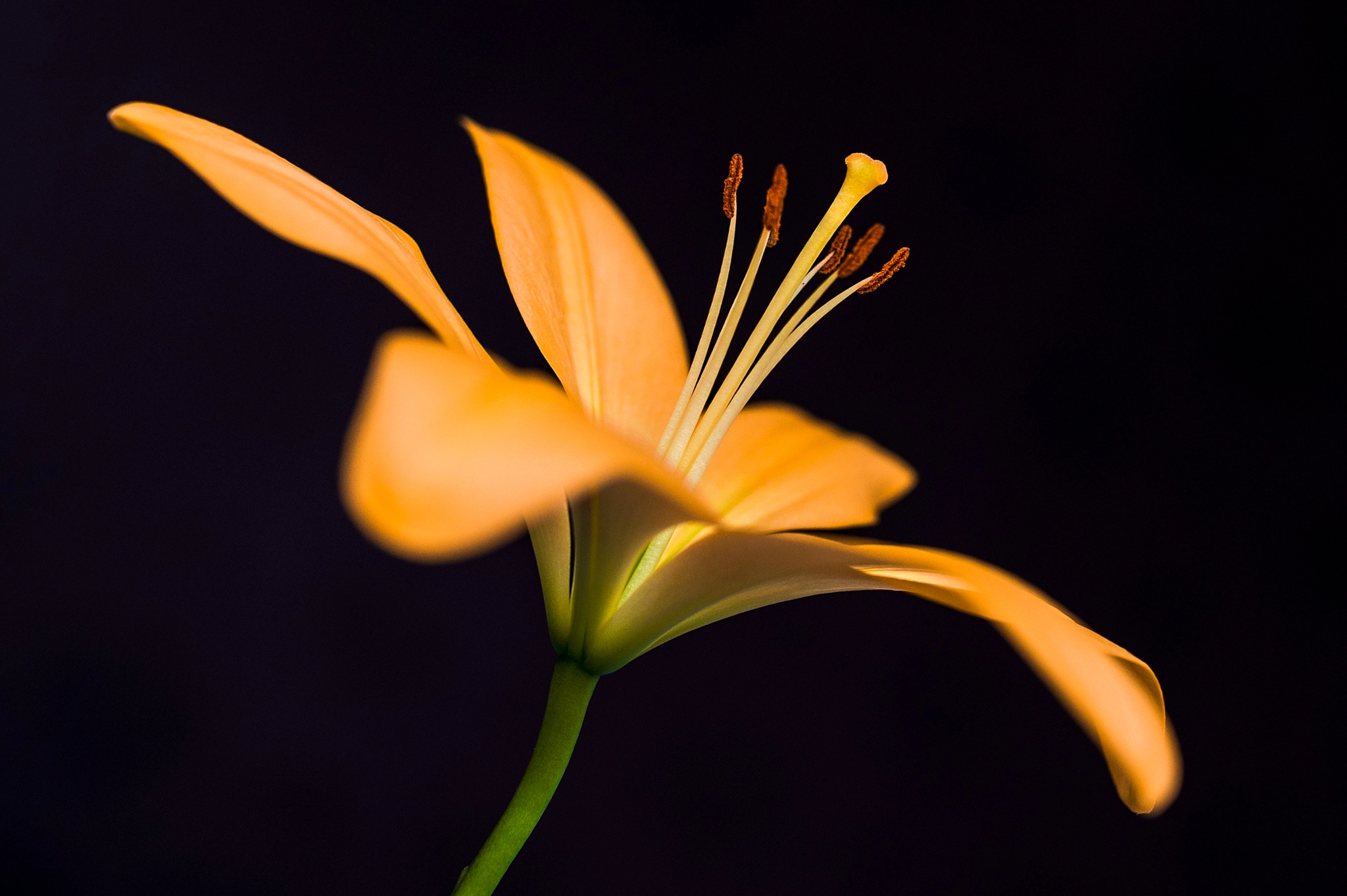 Nikon D3 + Sigma 35mm F1.4 DG HSM Art sample photo. Beautiful lily photography