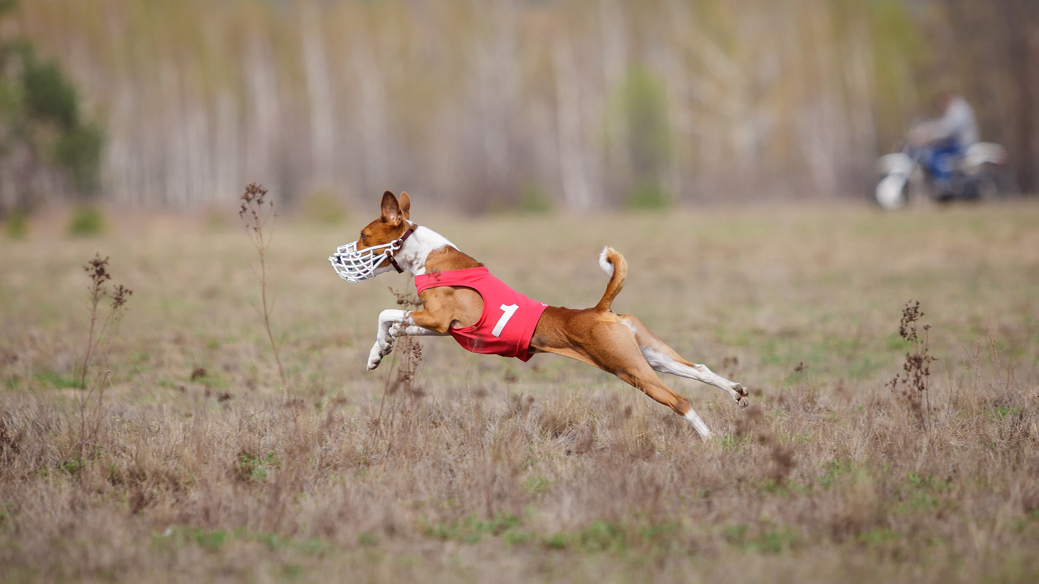 Canon EOS 5D Mark II + Canon EF 70-200mm F2.8L USM sample photo. Coursing, passion and speed. dogs basenji running photography