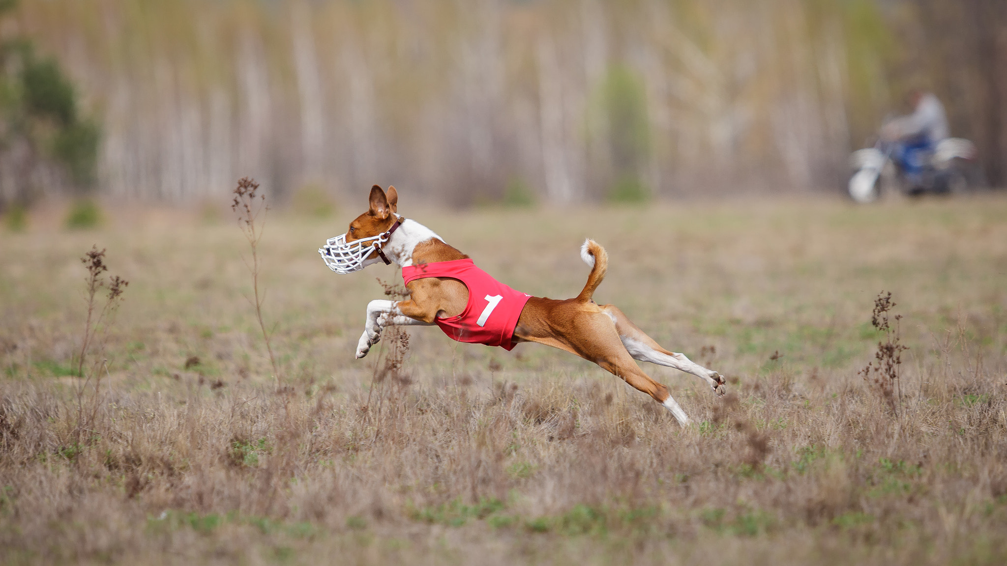 Canon EF 70-200mm F2.8L USM sample photo. Coursing, passion and speed. dogs basenji running photography