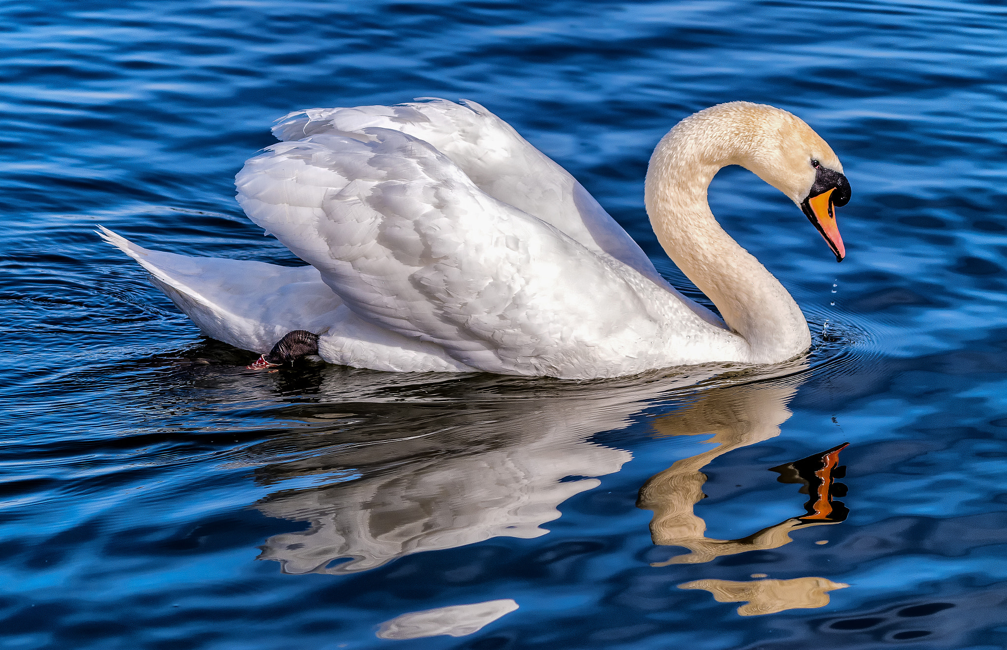 Pentax K-S1 + Sigma sample photo. Swan reflection photography