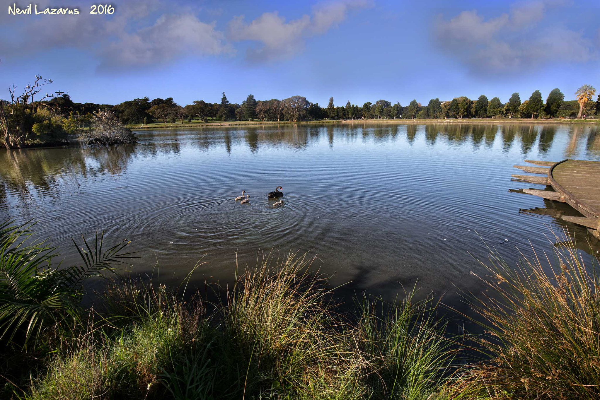 Canon EOS-1D X + Canon EF 16-35mm F4L IS USM sample photo. Swan family scene photography