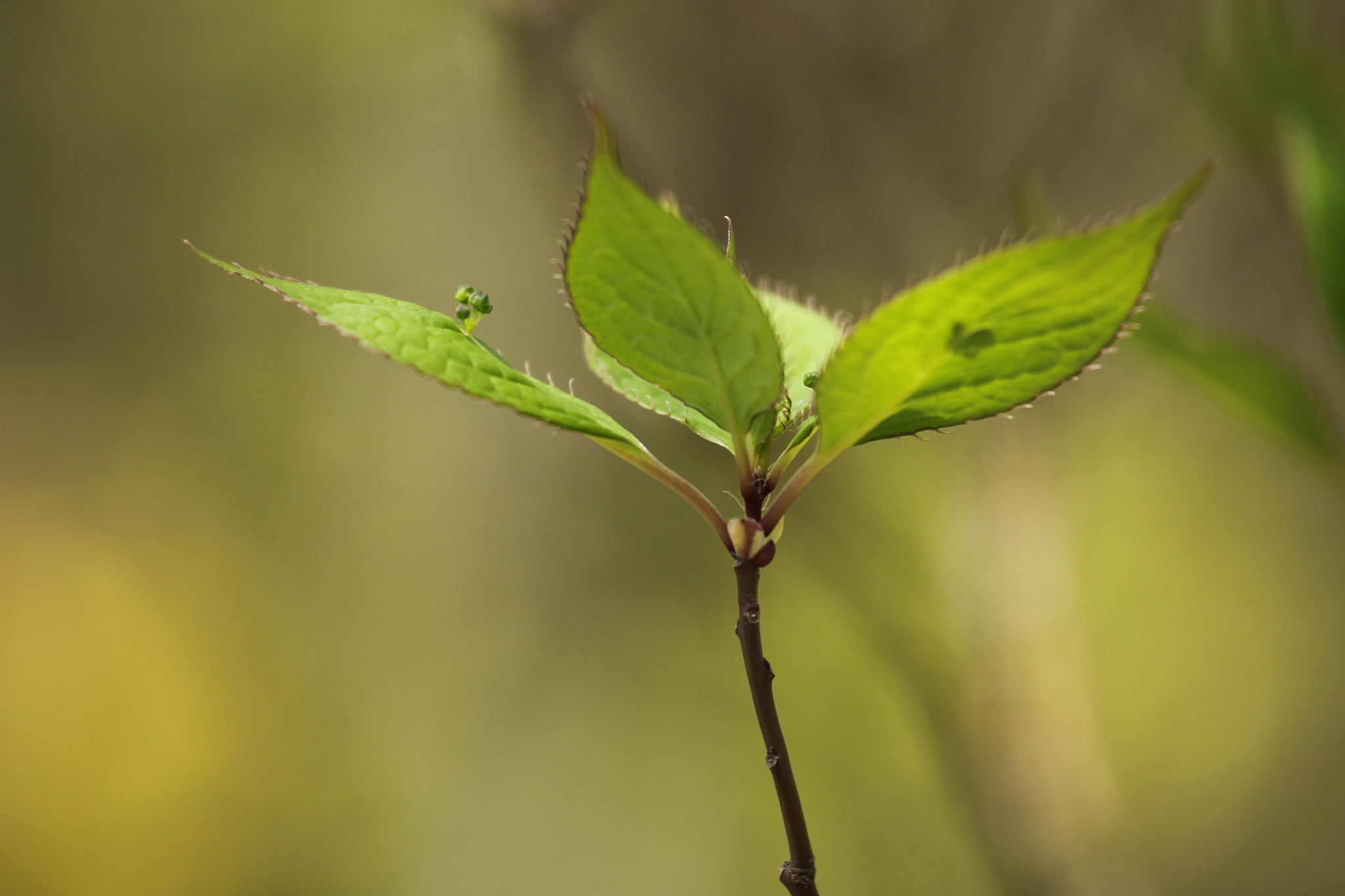 Canon EF 70-300mm F4-5.6L IS USM sample photo. Buds of flowers blooming in wetlands photography