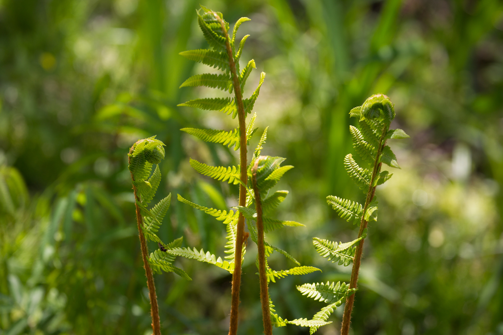Canon EF 70-300mm F4-5.6L IS USM sample photo. Buds of flowers blooming in wetlands photography