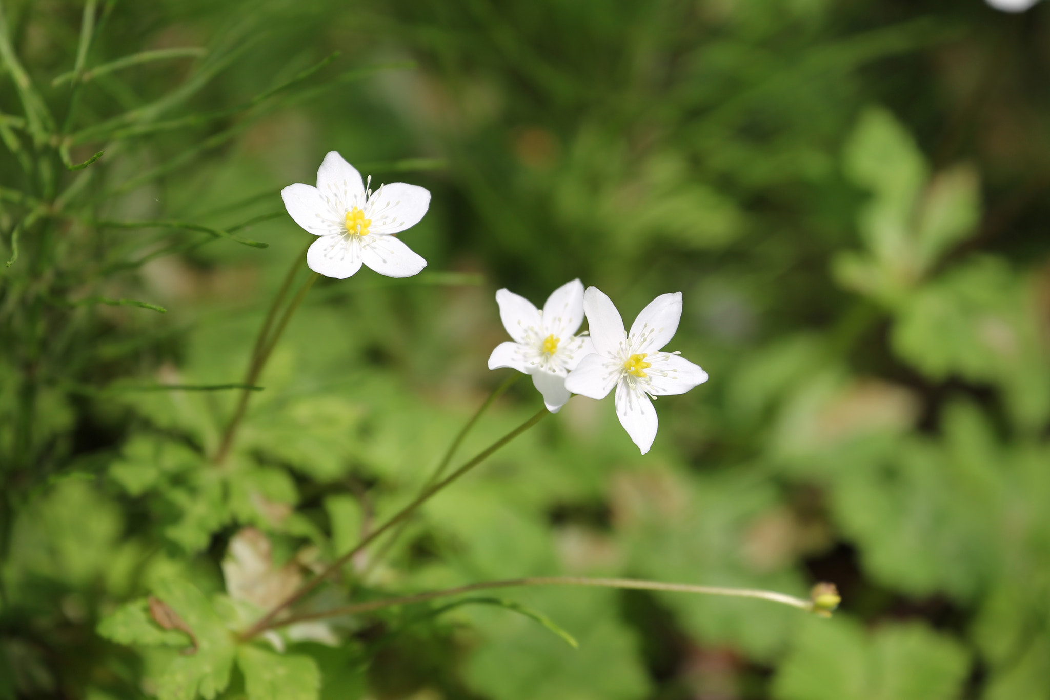 Canon EF 70-300mm F4-5.6L IS USM sample photo. Buds of flowers blooming in wetlands photography