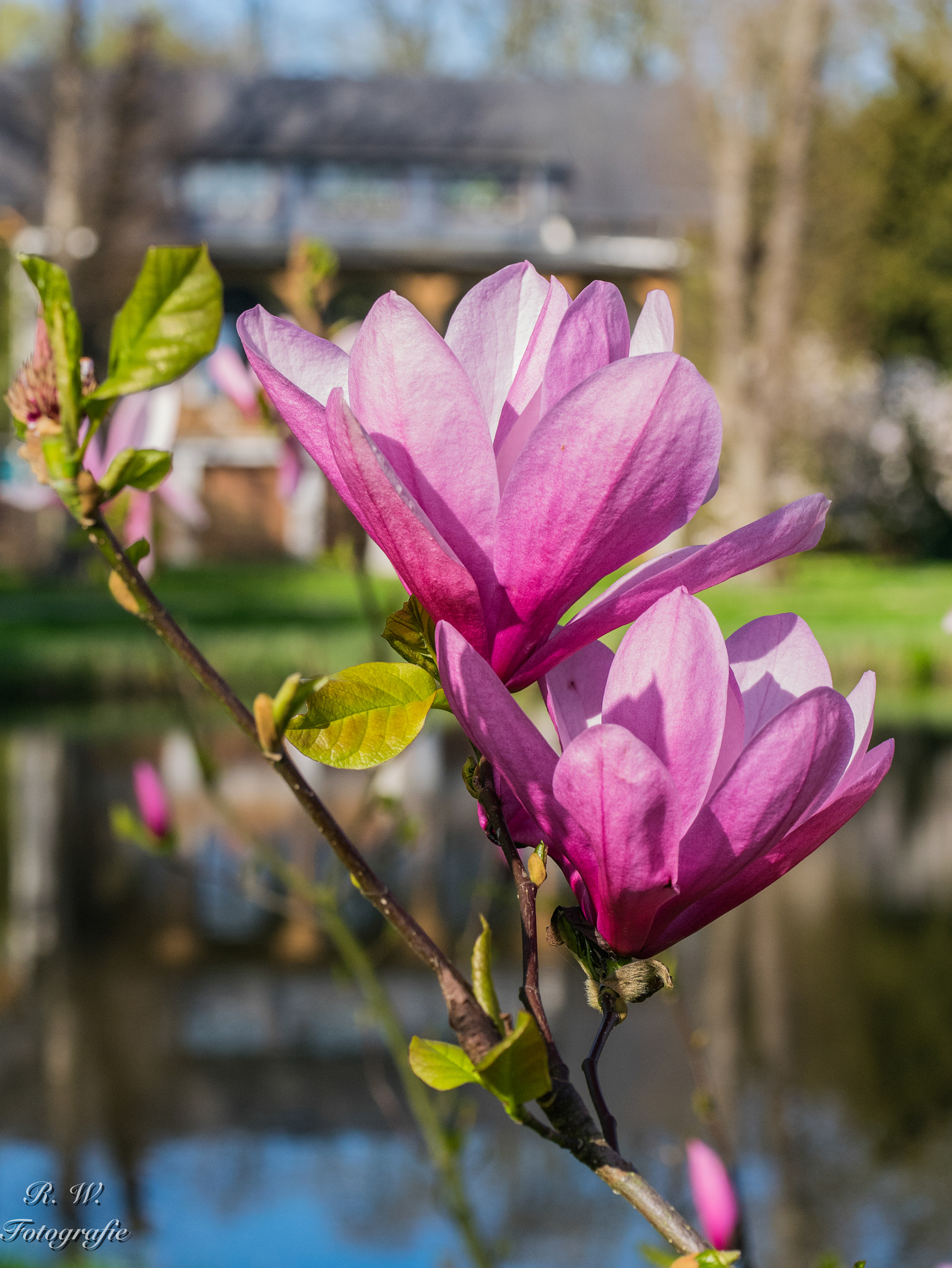 Panasonic Lumix DMC-GM1 sample photo. Magnolie photography