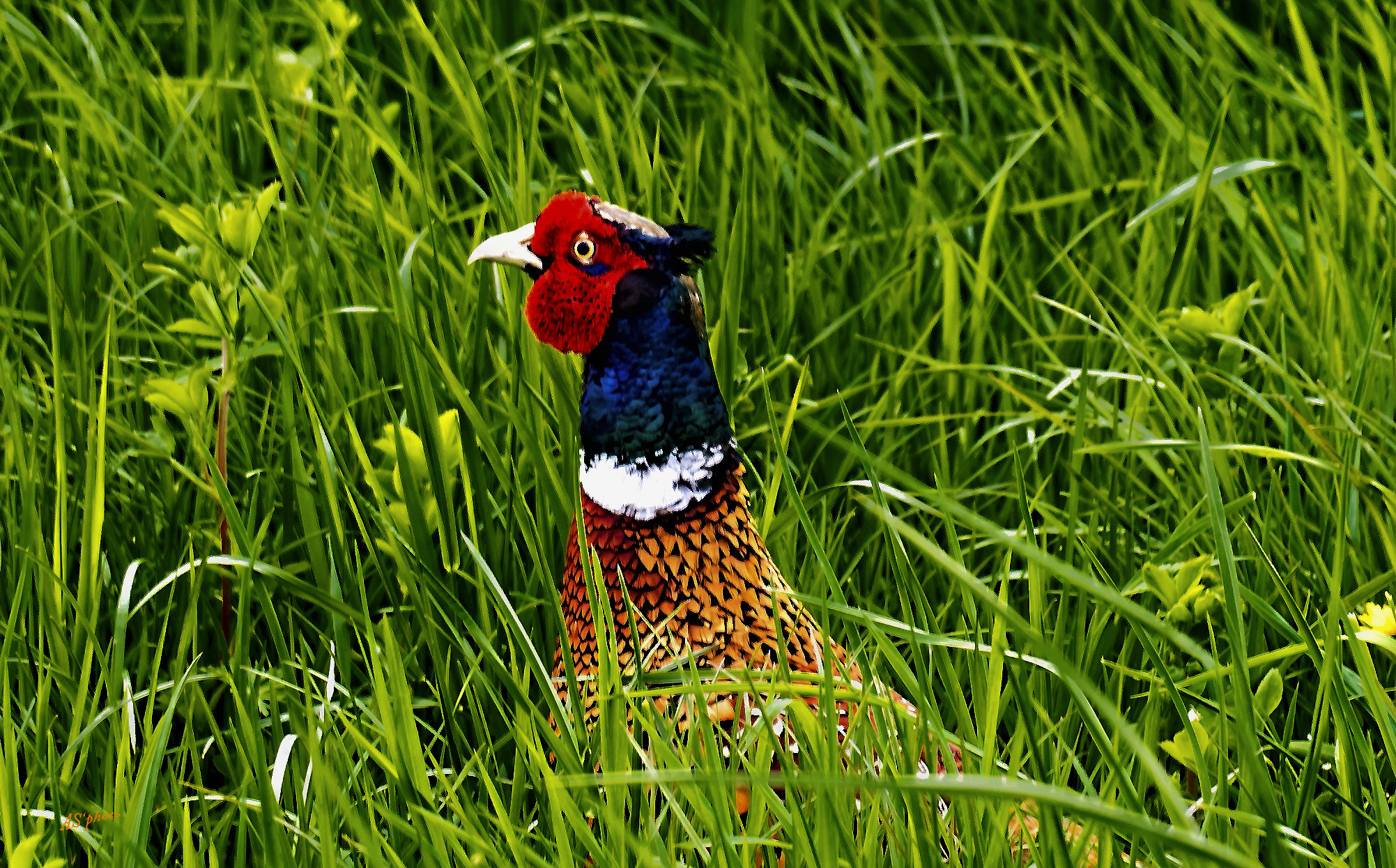 Olympus Zuiko Digital ED 40-150mm F4.0-5.6 sample photo. Pheasant photography