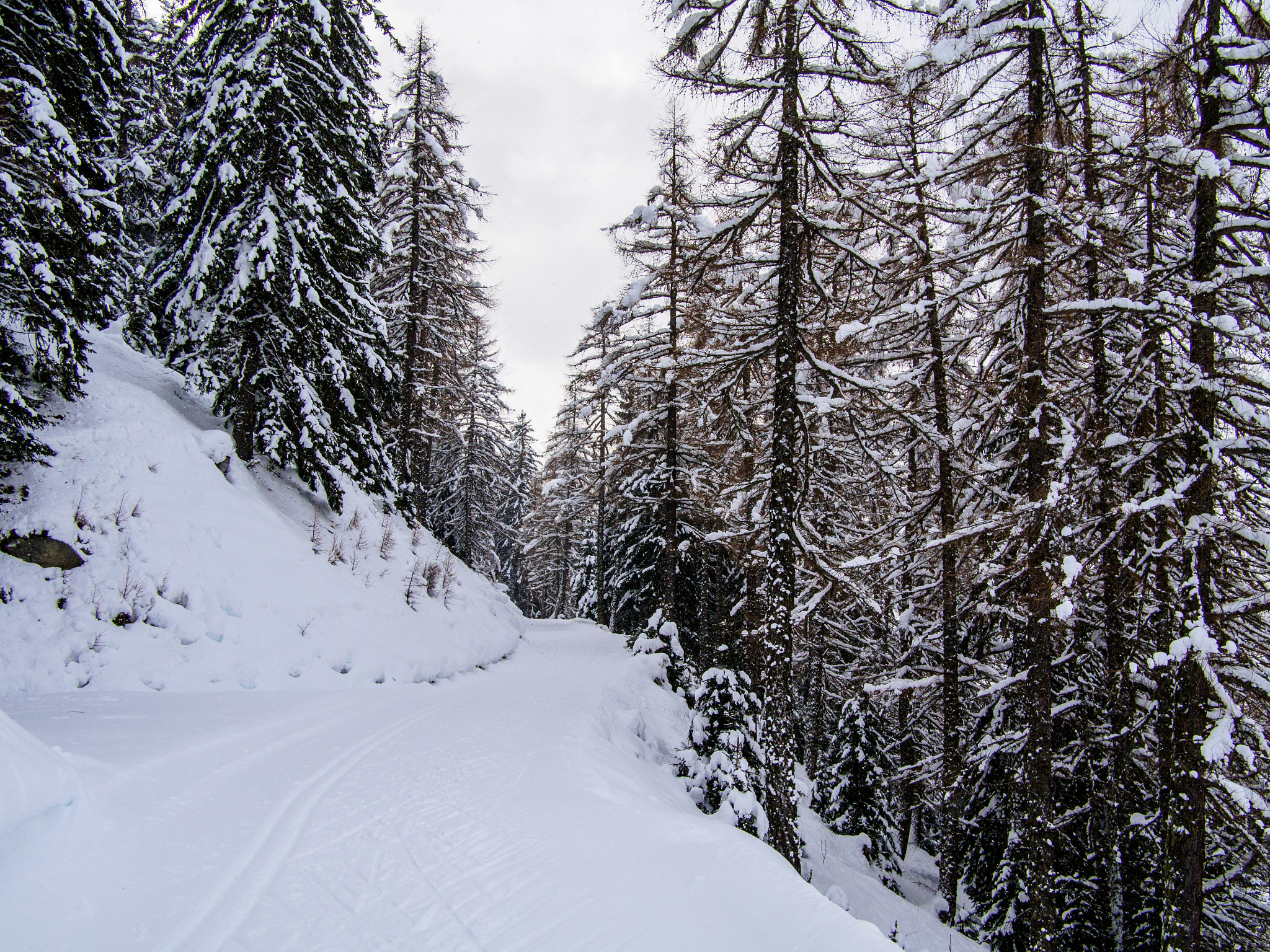 Olympus OM-D E-M5 + LUMIX G 20/F1.7 II sample photo. Snowy forest photography