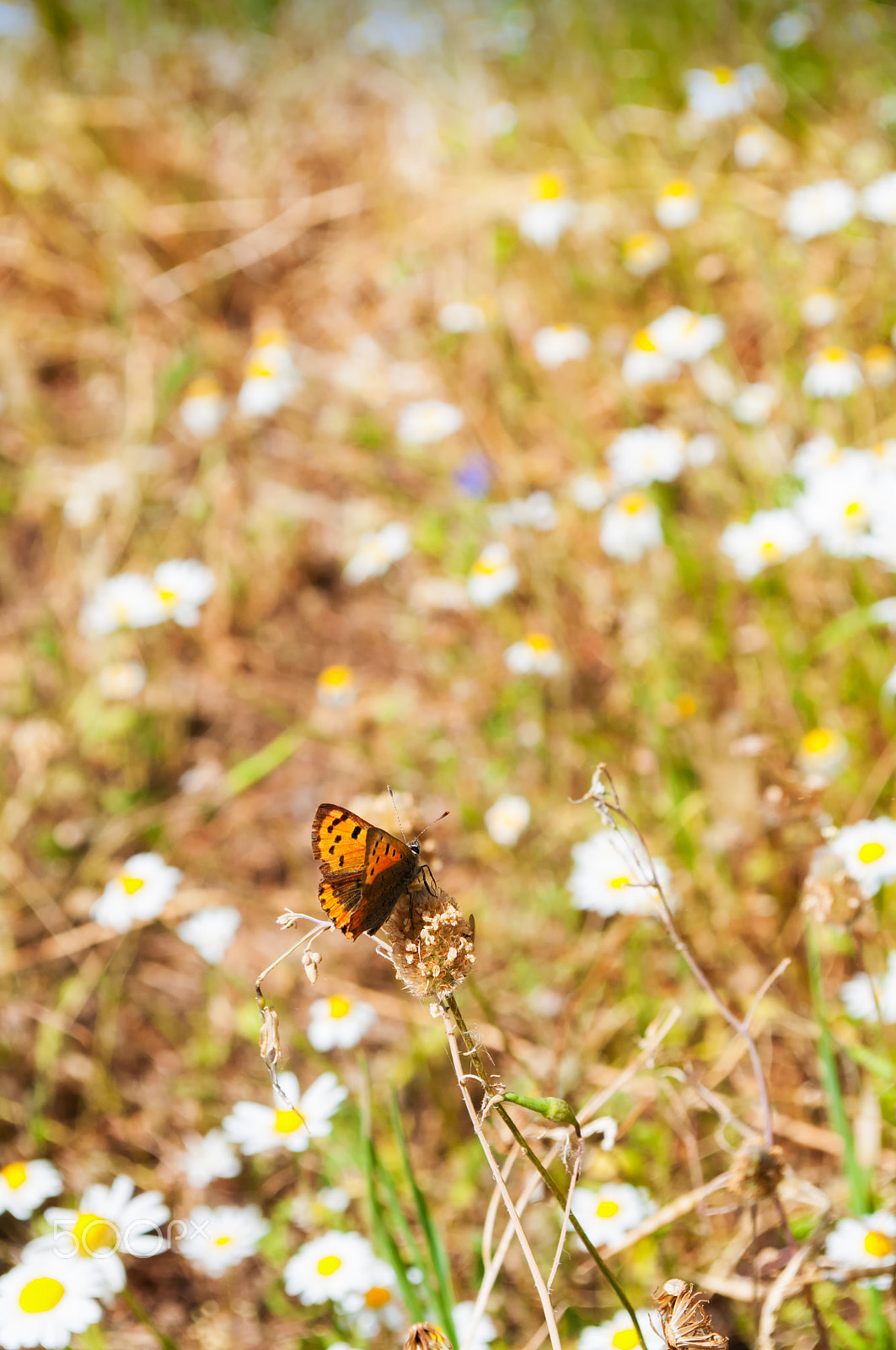 Nikon D300S sample photo. Butterfly photography