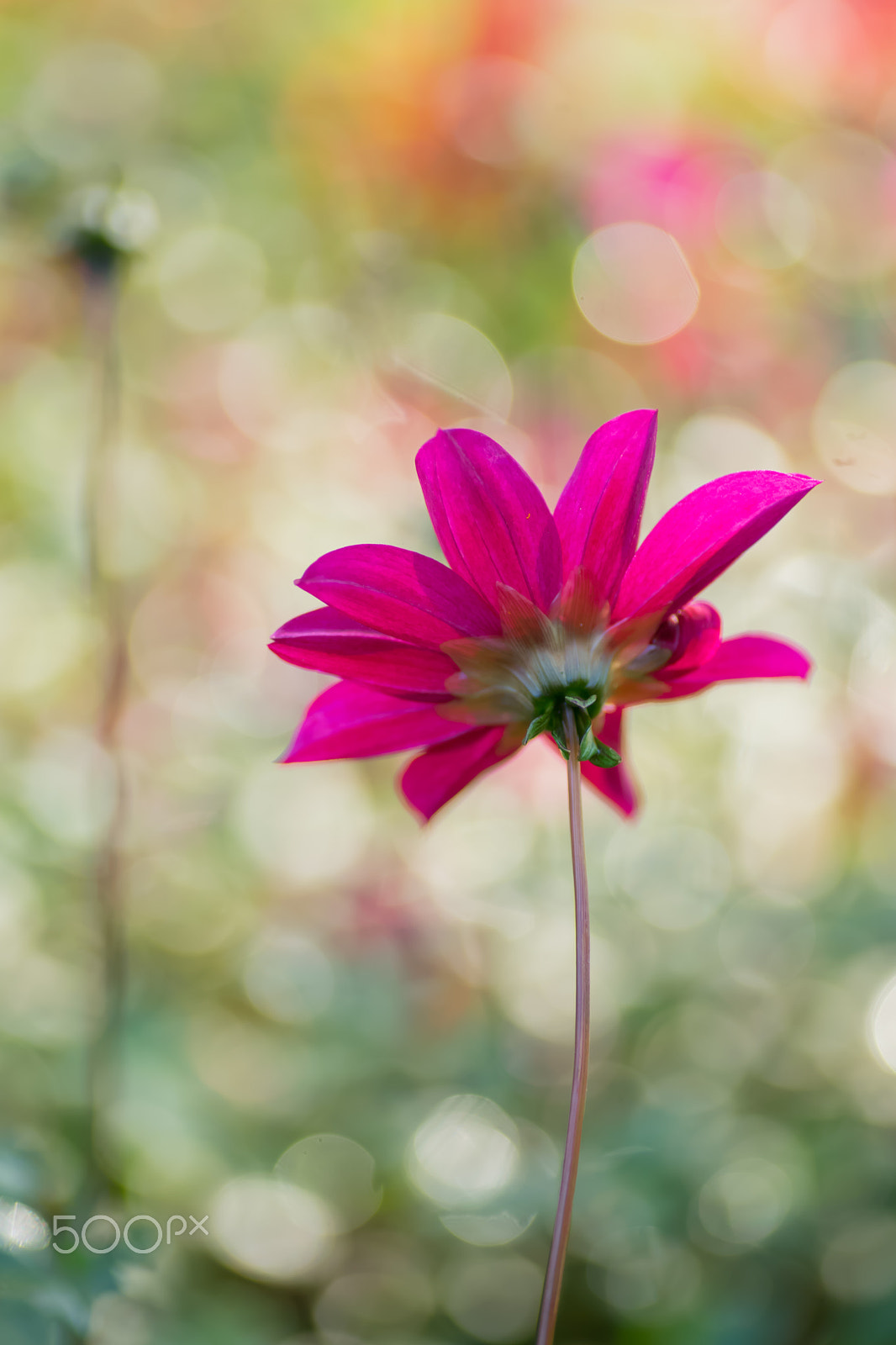 Tamron SP AF 90mm F2.8 Di Macro sample photo. Dahlia flower photography