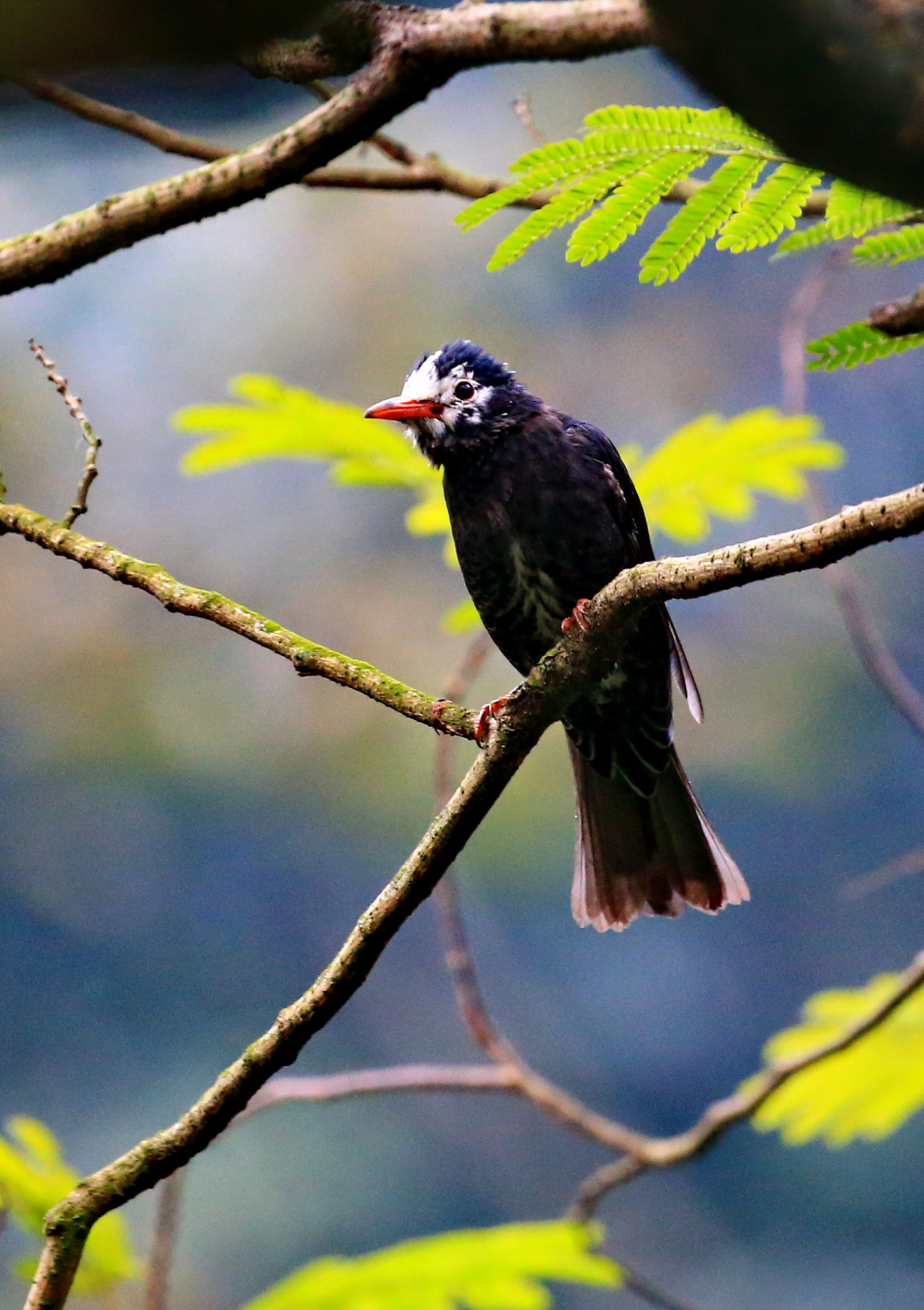 Canon EF 100-400mm F4.5-5.6L IS II USM sample photo. Lonely bird photography