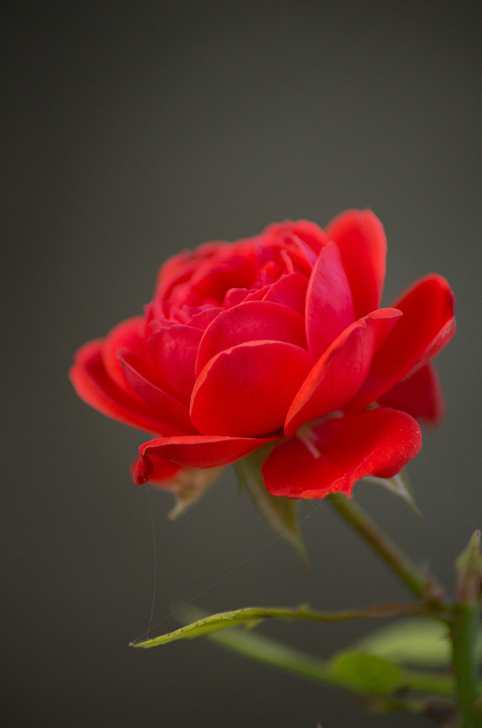 Pentax K-30 sample photo. Rose par temps gris photography