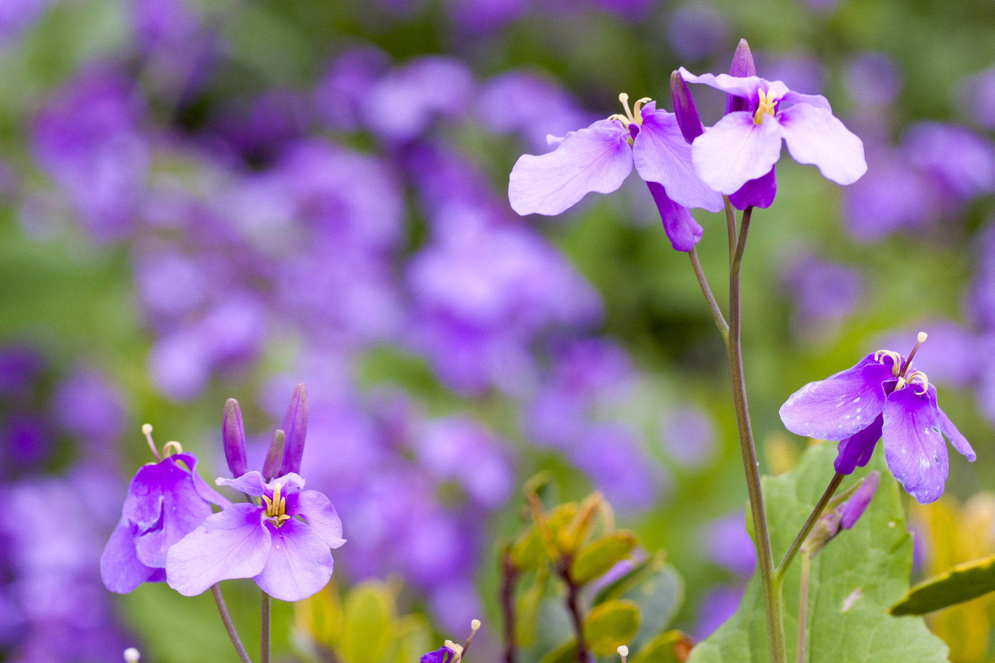 Canon EOS 50D + Tamron SP AF 90mm F2.8 Di Macro sample photo. Purple canola（オオアラセイトウ）花大根 photography