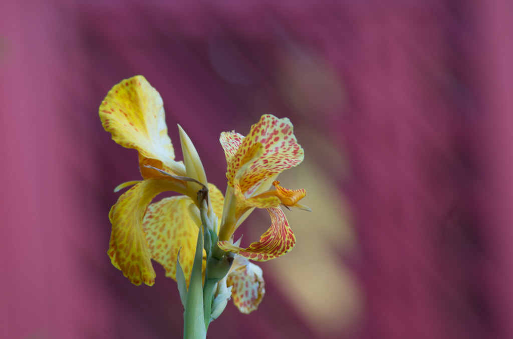 Tamron AF 70-300mm F4-5.6 Di LD Macro sample photo. Un iris moucheté photography