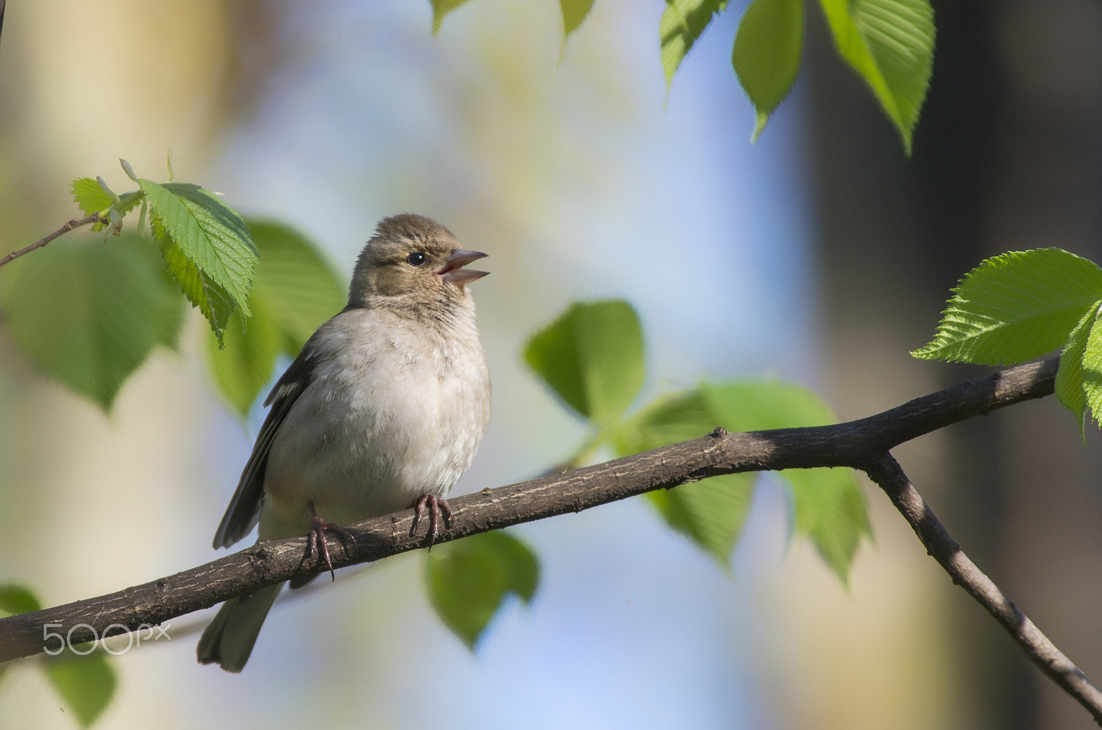 Pentax smc DA* 300mm F4.0 ED (IF) SDM sample photo. Chaffinch (female) photography