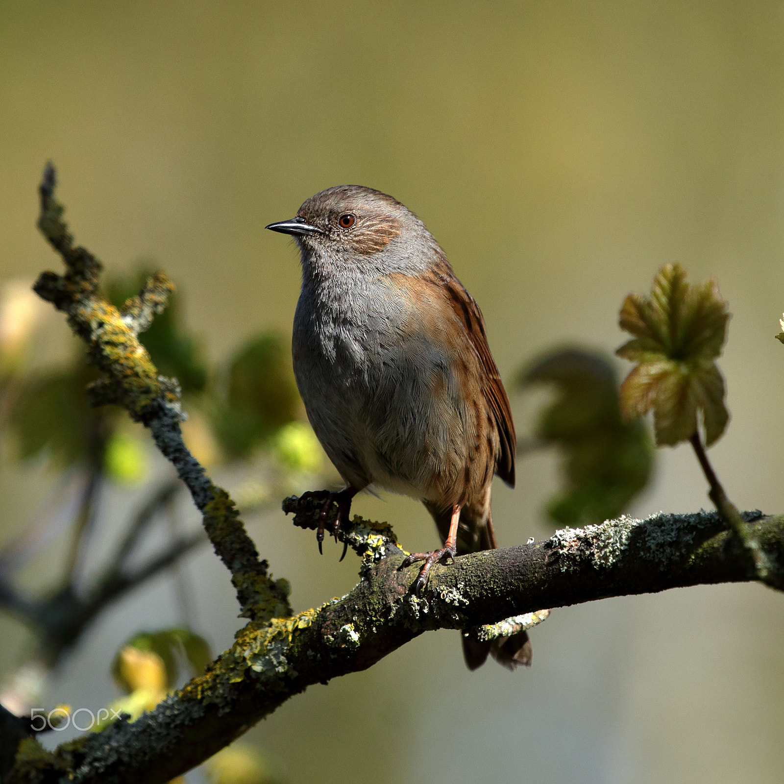 Canon EF 100-400mm F4.5-5.6L IS USM sample photo. Dunnock photography