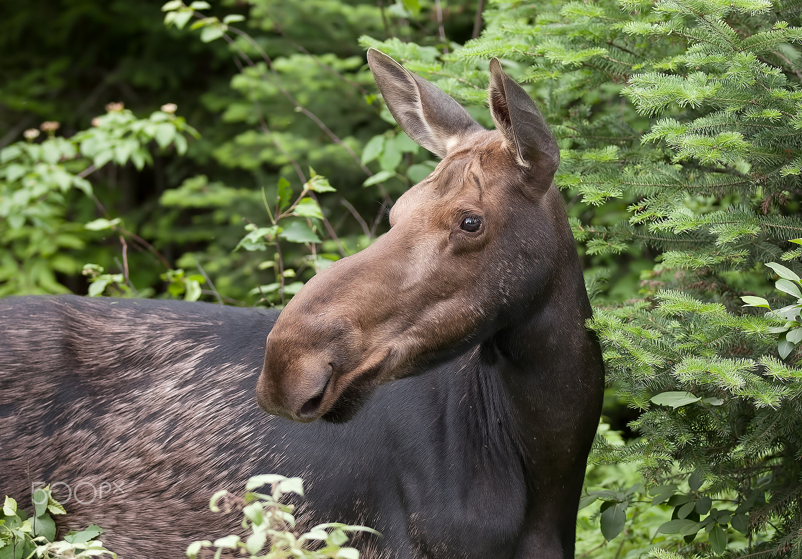 Canon EOS 40D + Canon EF 70-200mm F2.8L IS II USM sample photo. Moose closeup photography