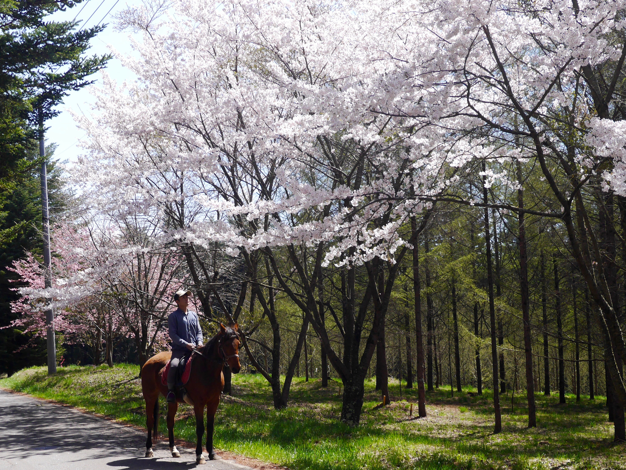 LUMIX G VARIO PZ 14-42/F3.5-5.6 sample photo. Hanami on the horse photography