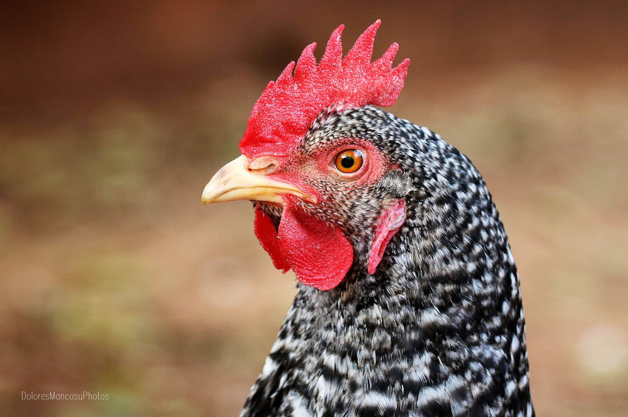 Canon EF 70-300mm F4-5.6 IS USM sample photo. Miss hen photography