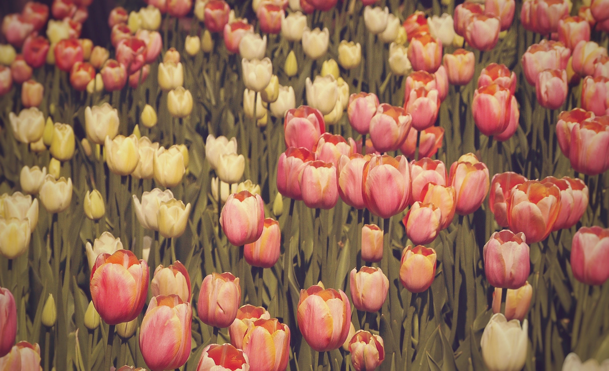 Panasonic Lumix G Vario 45-200mm F4-5.6 OIS sample photo. Pretty pella tulips photography