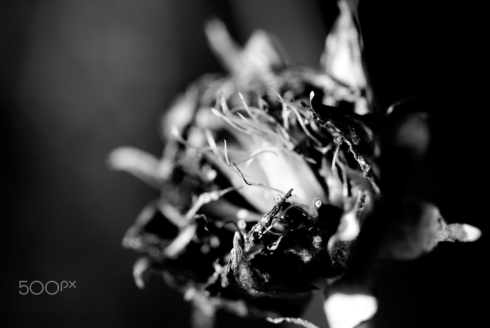Nikon AF Micro-Nikkor 60mm F2.8D sample photo. Be blasted photography