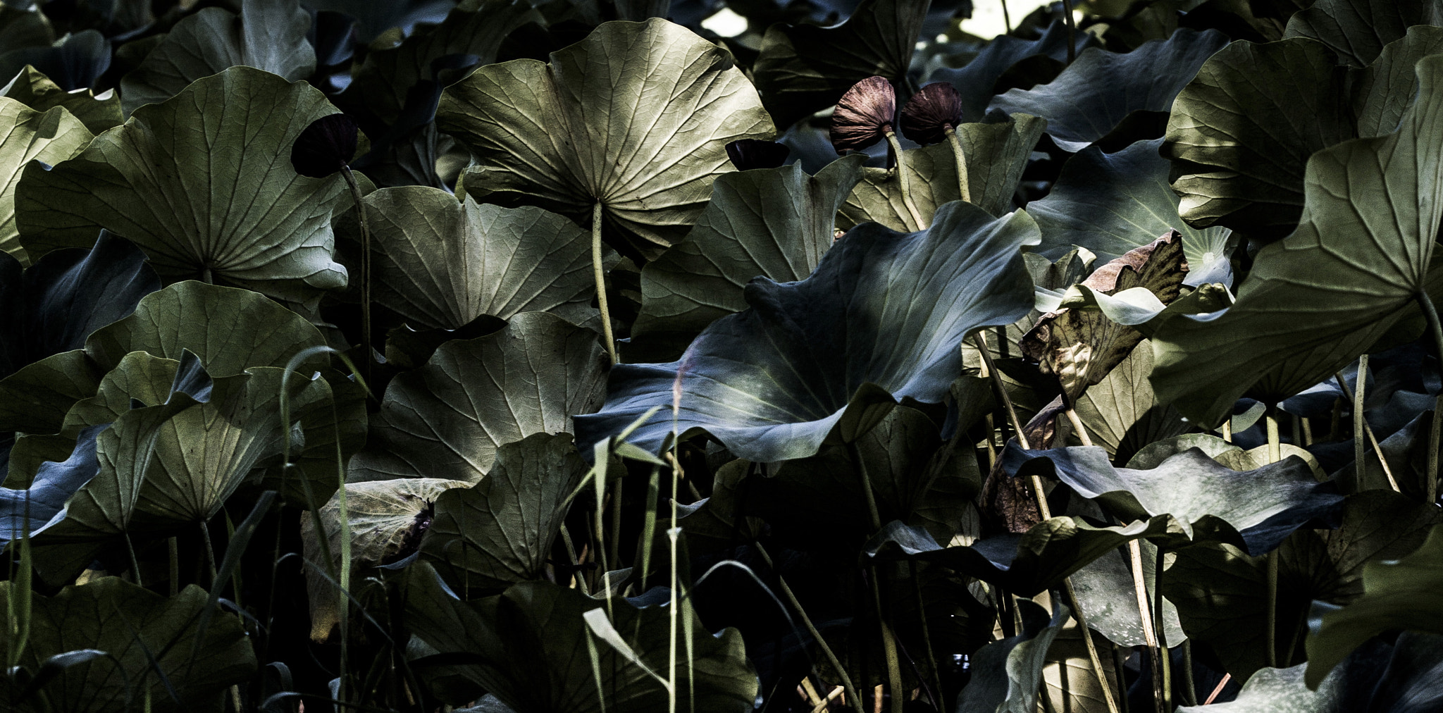 Sigma 150mm f/2.8 EX DG OS HSM APO Macro sample photo. Lotus leaves photography