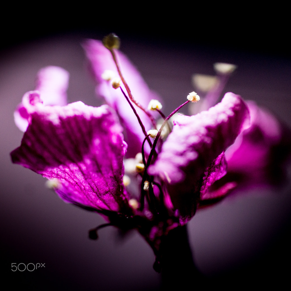 Sony SLT-A77 + Sigma 70mm F2.8 EX DG Macro sample photo. Consistent thantos and eros photography