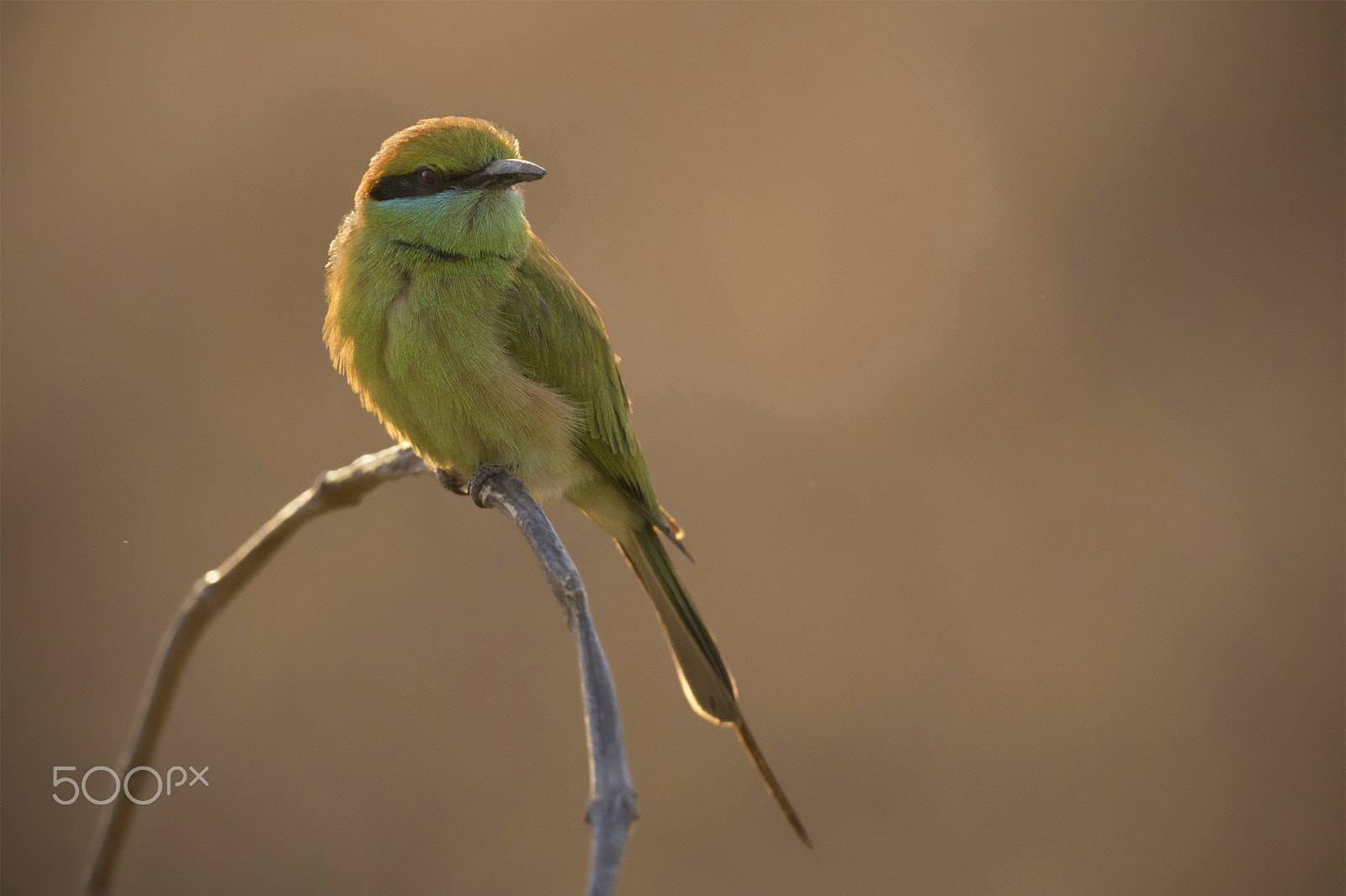 Nikon D750 + Nikon AF-S Nikkor 600mm F4G ED VR sample photo. Bee-eaters fest - i photography