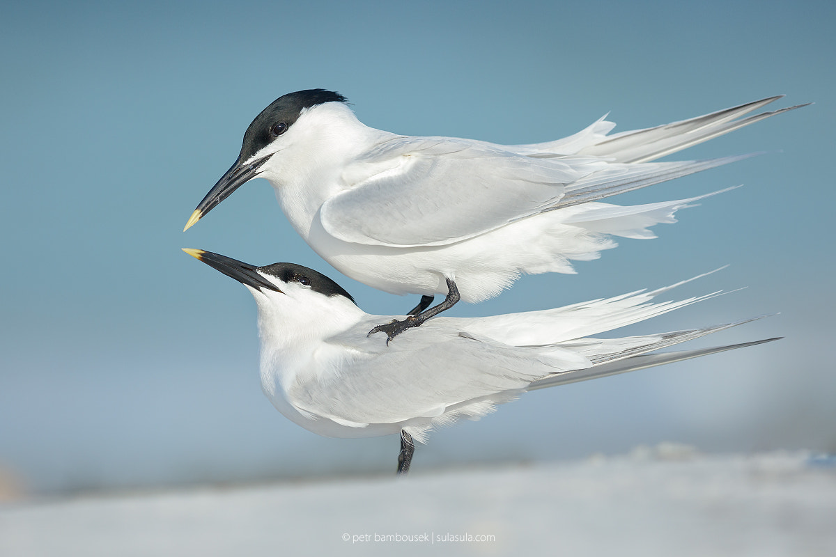 Canon EOS 5DS + Canon EF 300mm F2.8L IS II USM sample photo. Sandwich tern | florida 2016 photography