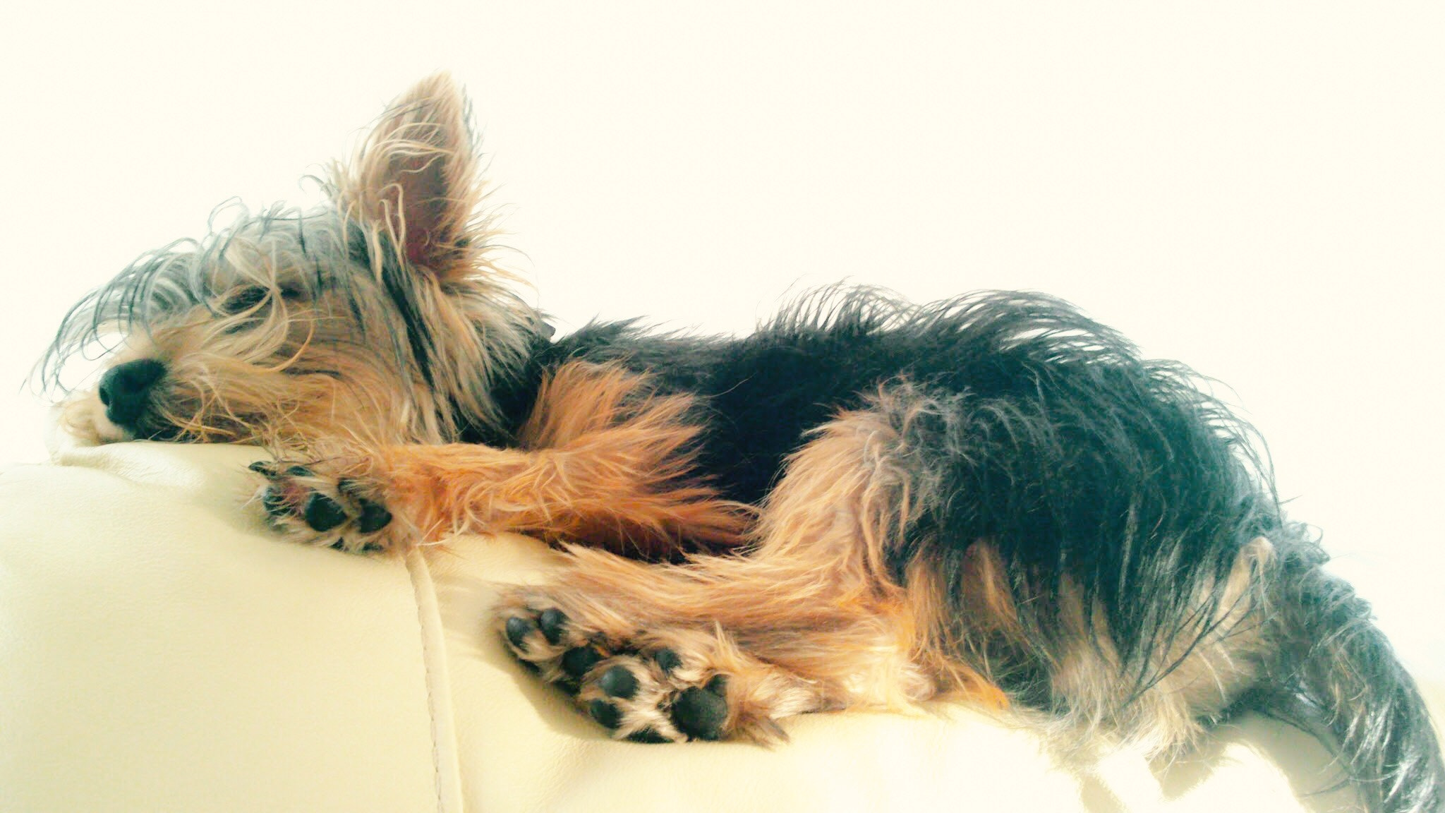 Sony Xperia P sample photo