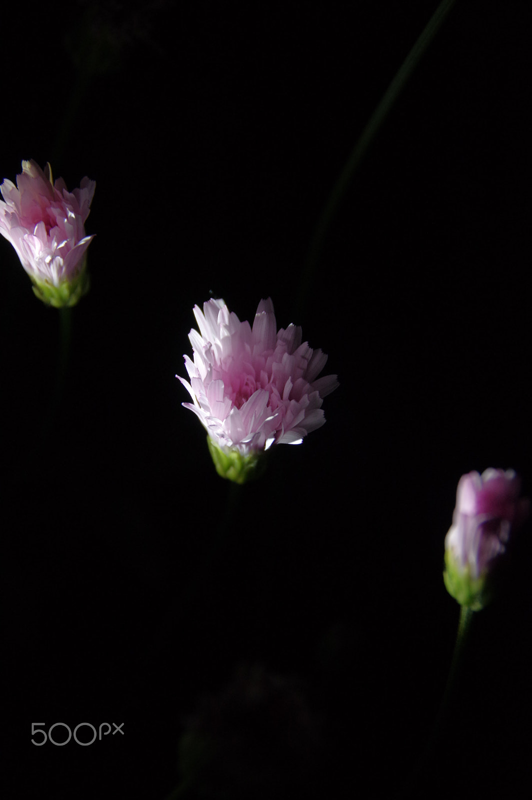 Pentax K-3 II sample photo. Sleeping beauty photography