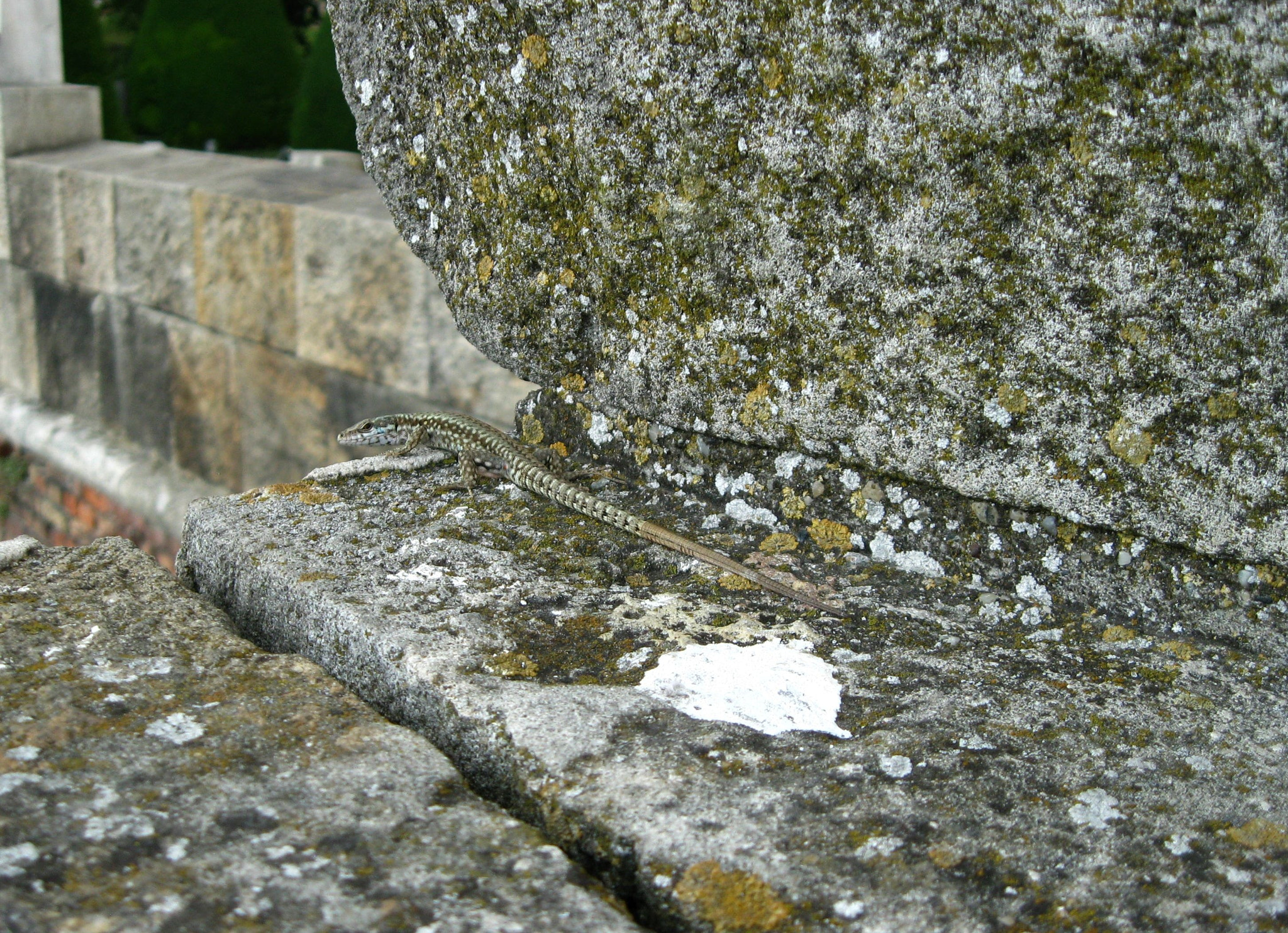 Canon PowerShot A1000 IS sample photo. Camouflage photography