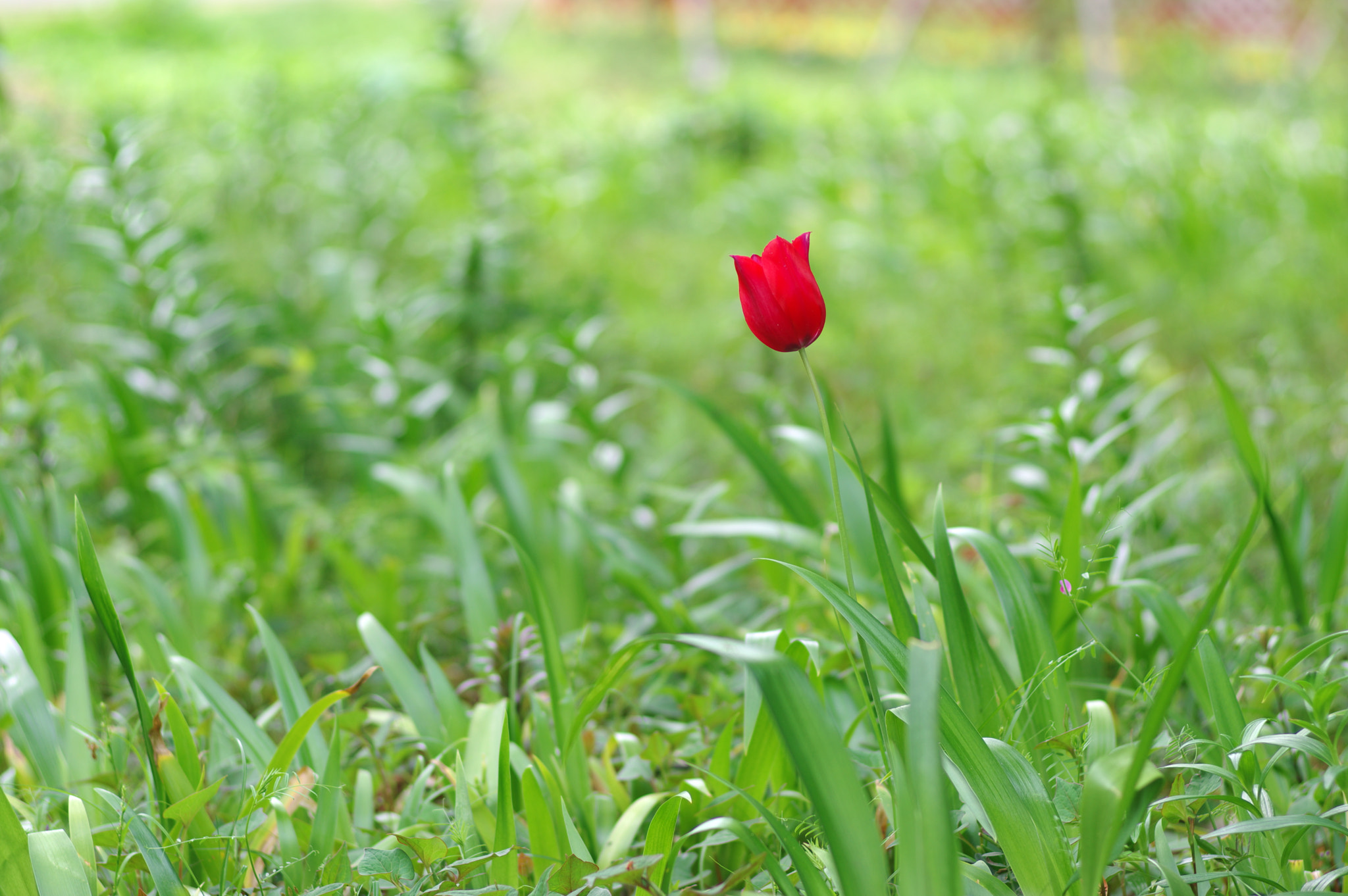 Pentax smc FA 77mm 1.8 Limited sample photo. I'm here for you photography