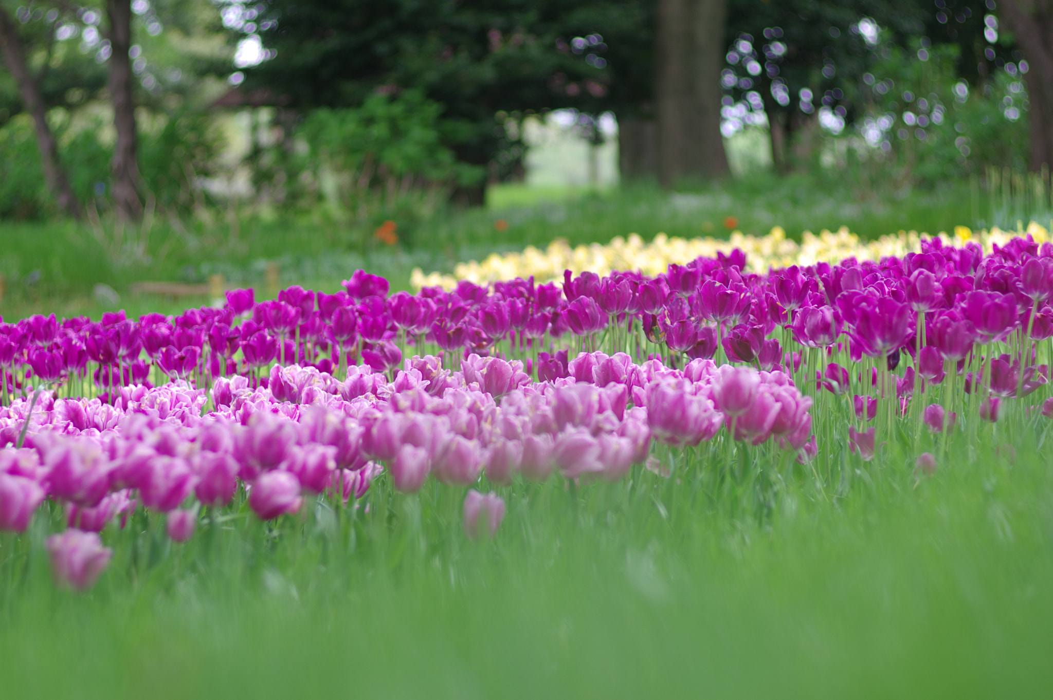 Pentax smc FA 77mm 1.8 Limited sample photo. Please stay there for me photography