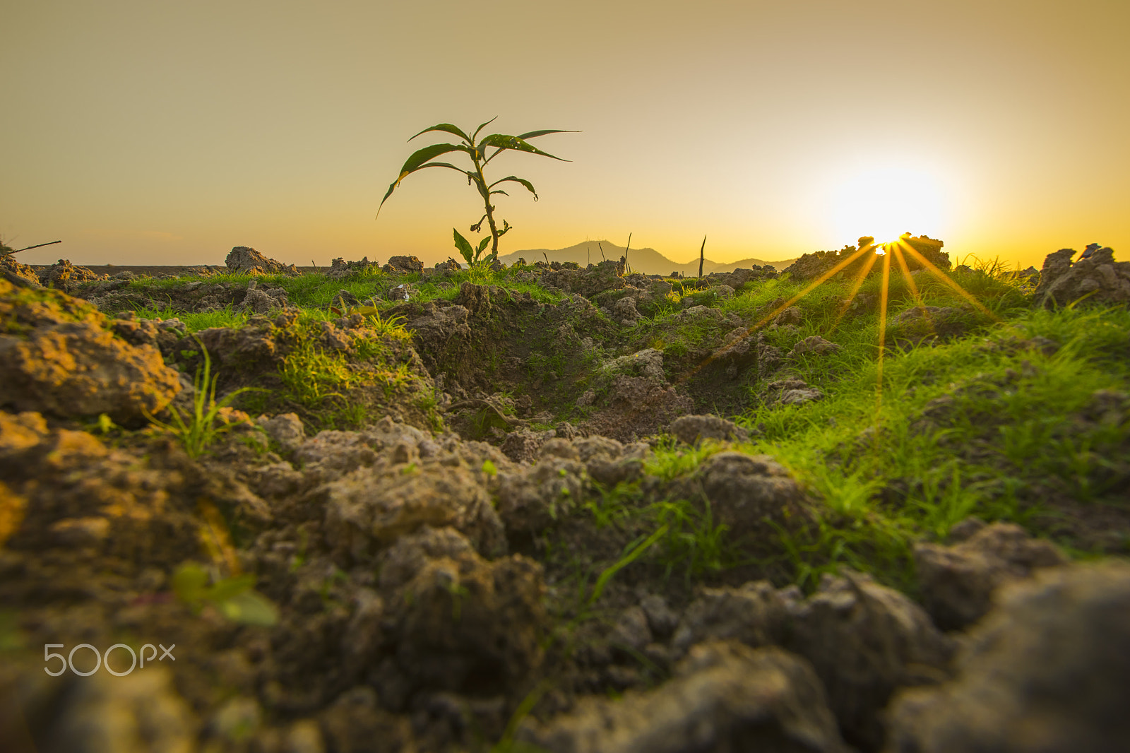 Sony a7 II + Canon EF 16-35mm F2.8L II USM sample photo. Living photography