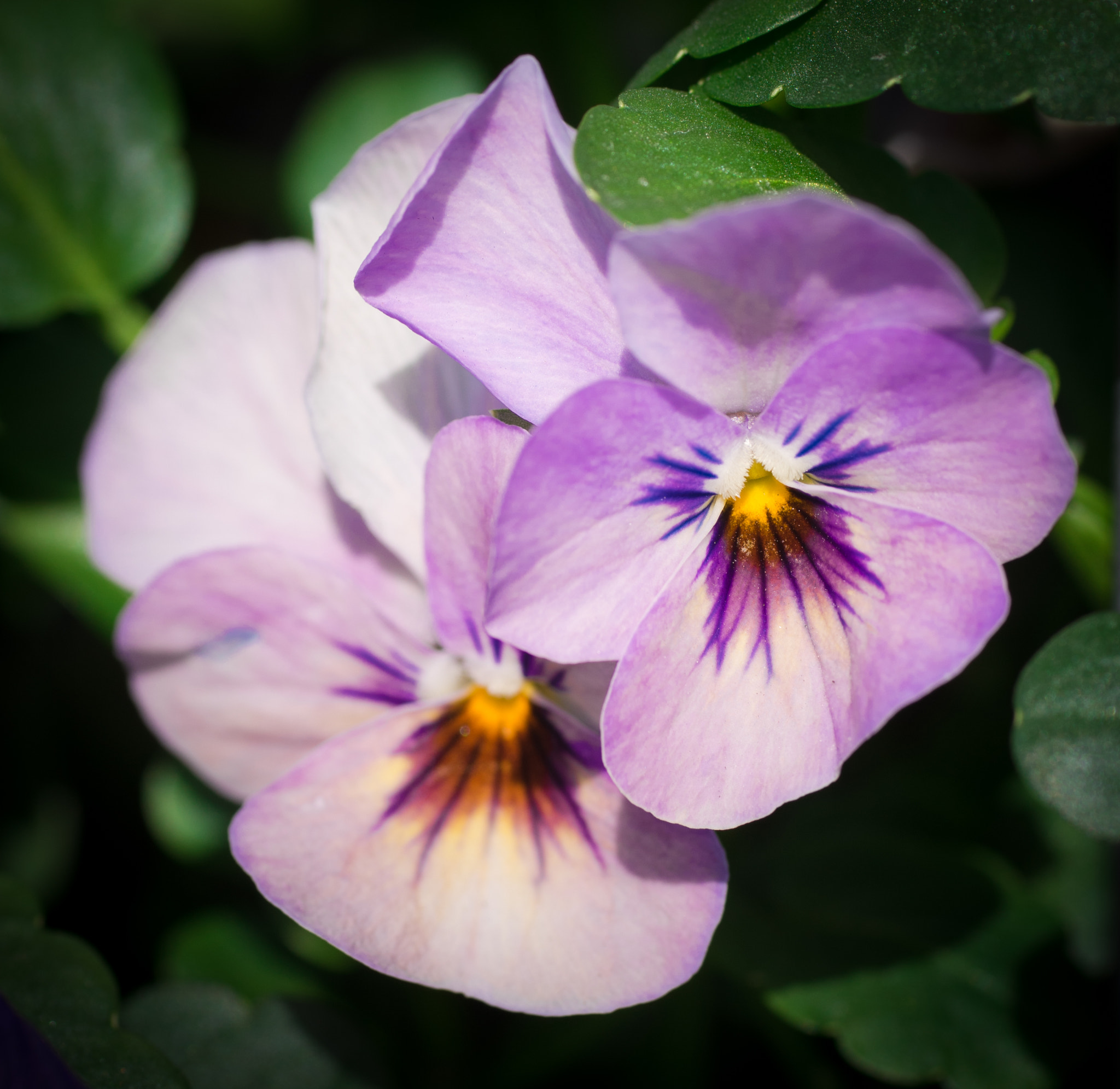 Sony a7 II + Tamron SP AF 90mm F2.8 Di Macro sample photo. Purple flower photography