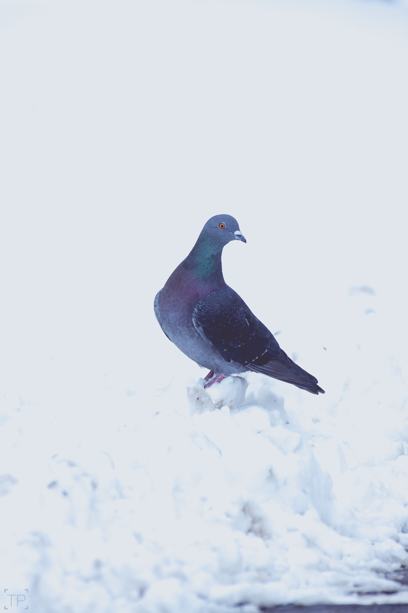 Canon EOS 50D + Tamron SP 35mm F1.8 Di VC USD sample photo. Pigeon on the snow photography