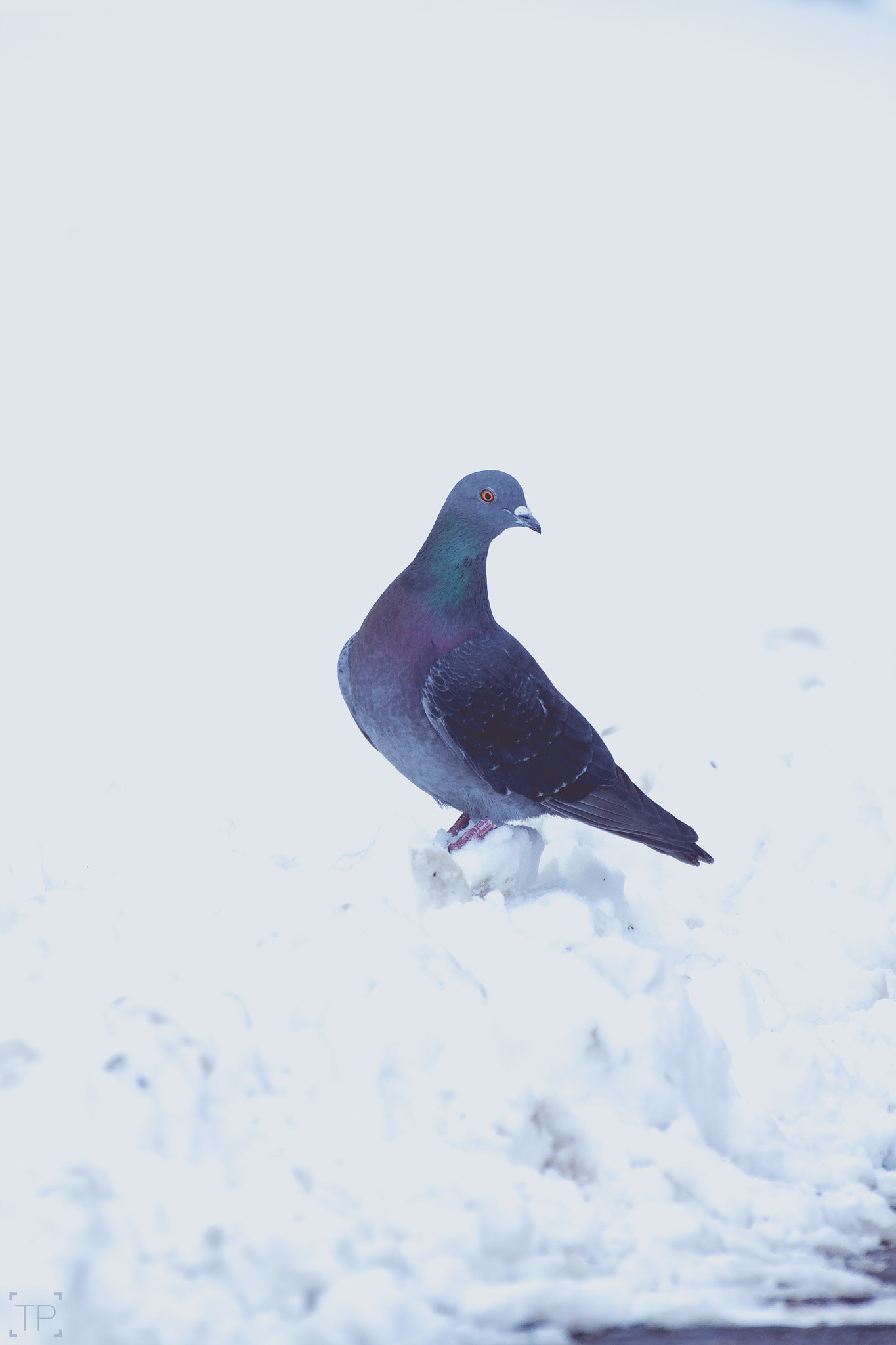 Tamron SP 35mm F1.8 Di VC USD sample photo. Pigeon on the snow photography