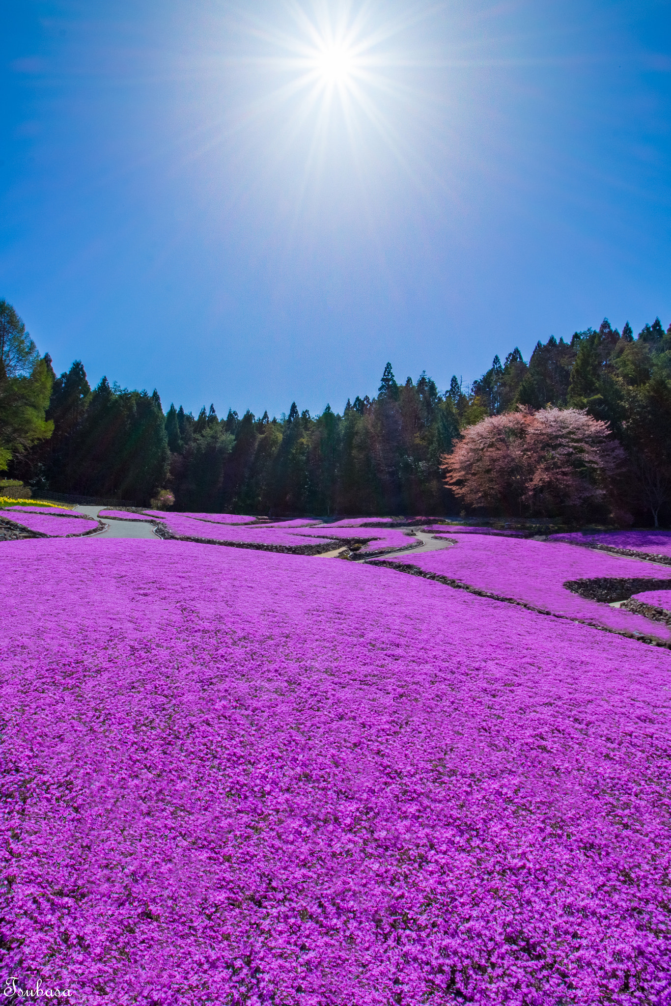 Canon EOS 700D (EOS Rebel T5i / EOS Kiss X7i) + Canon EF-S 10-18mm F4.5–5.6 IS STM sample photo. Moss phlox photography