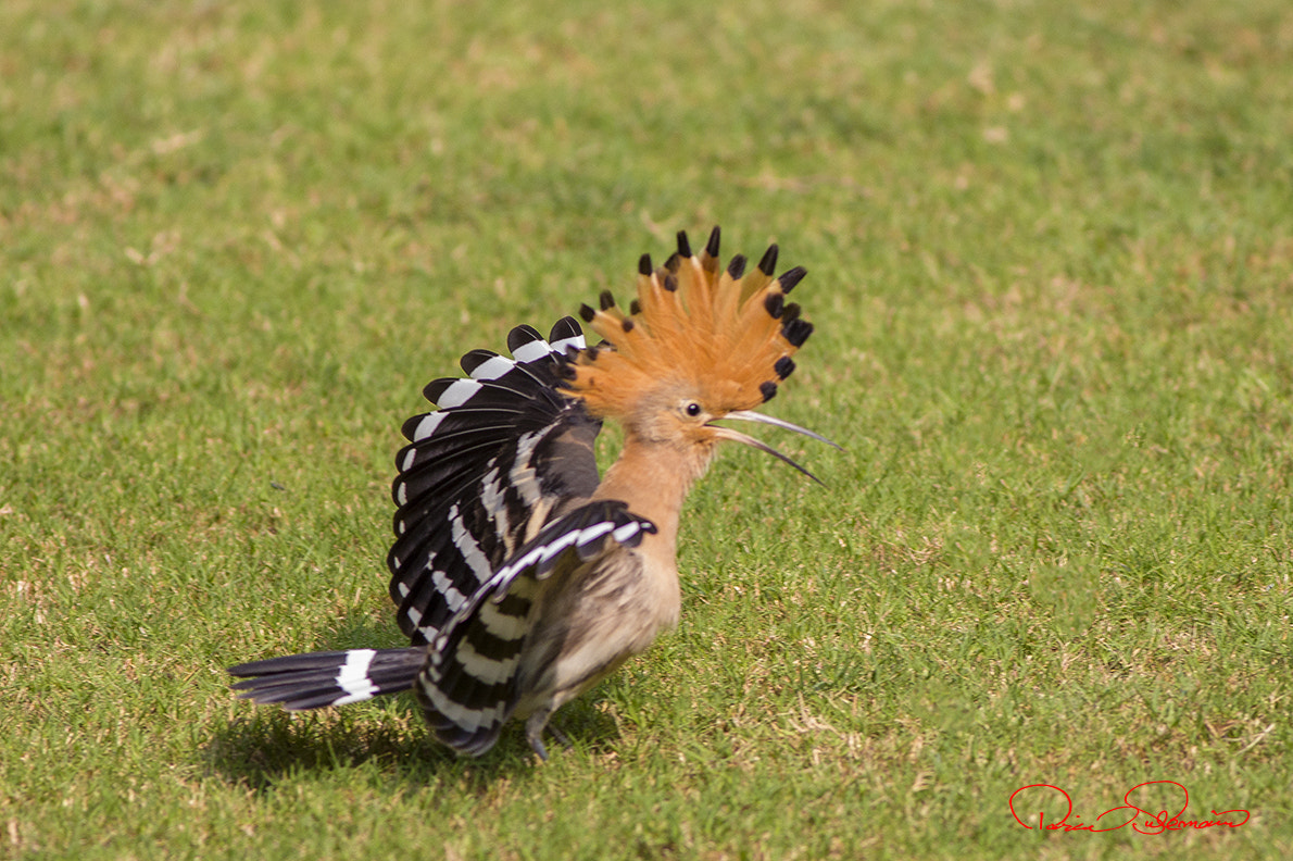 Canon EOS 650D (EOS Rebel T4i / EOS Kiss X6i) + Canon EF 400mm F5.6L USM sample photo. Hoopoe photography
