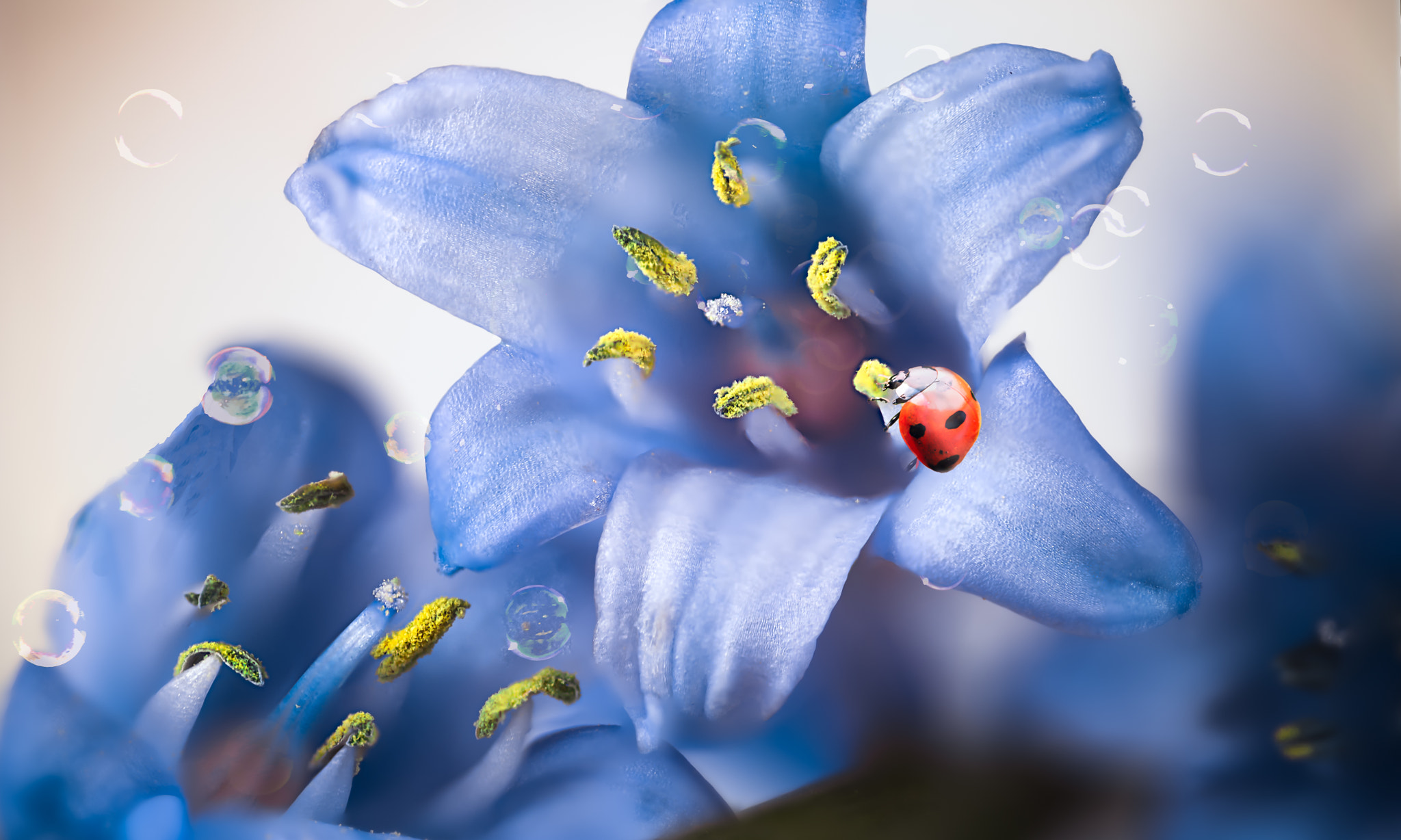 Canon EOS 6D + Sigma 105mm F2.8 EX DG Macro sample photo. Yellow and blue-2 photography