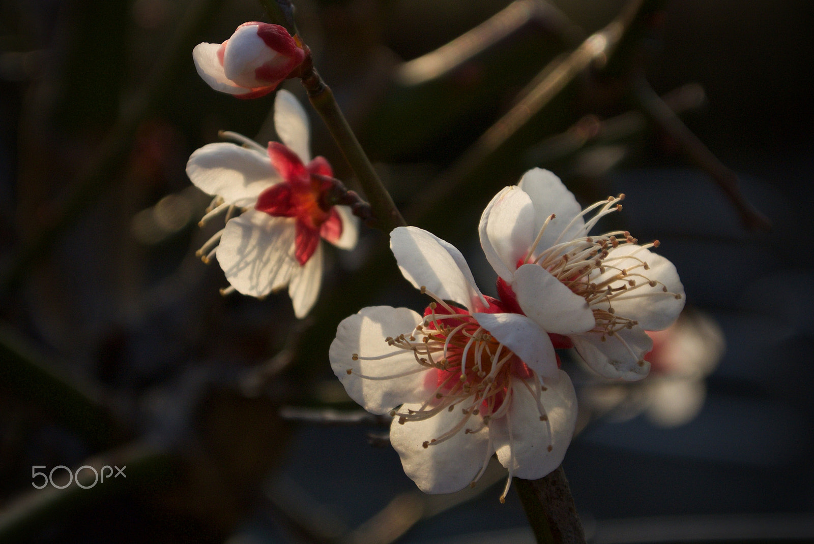 Nikon 1 J2 sample photo. Plum blossoms photography