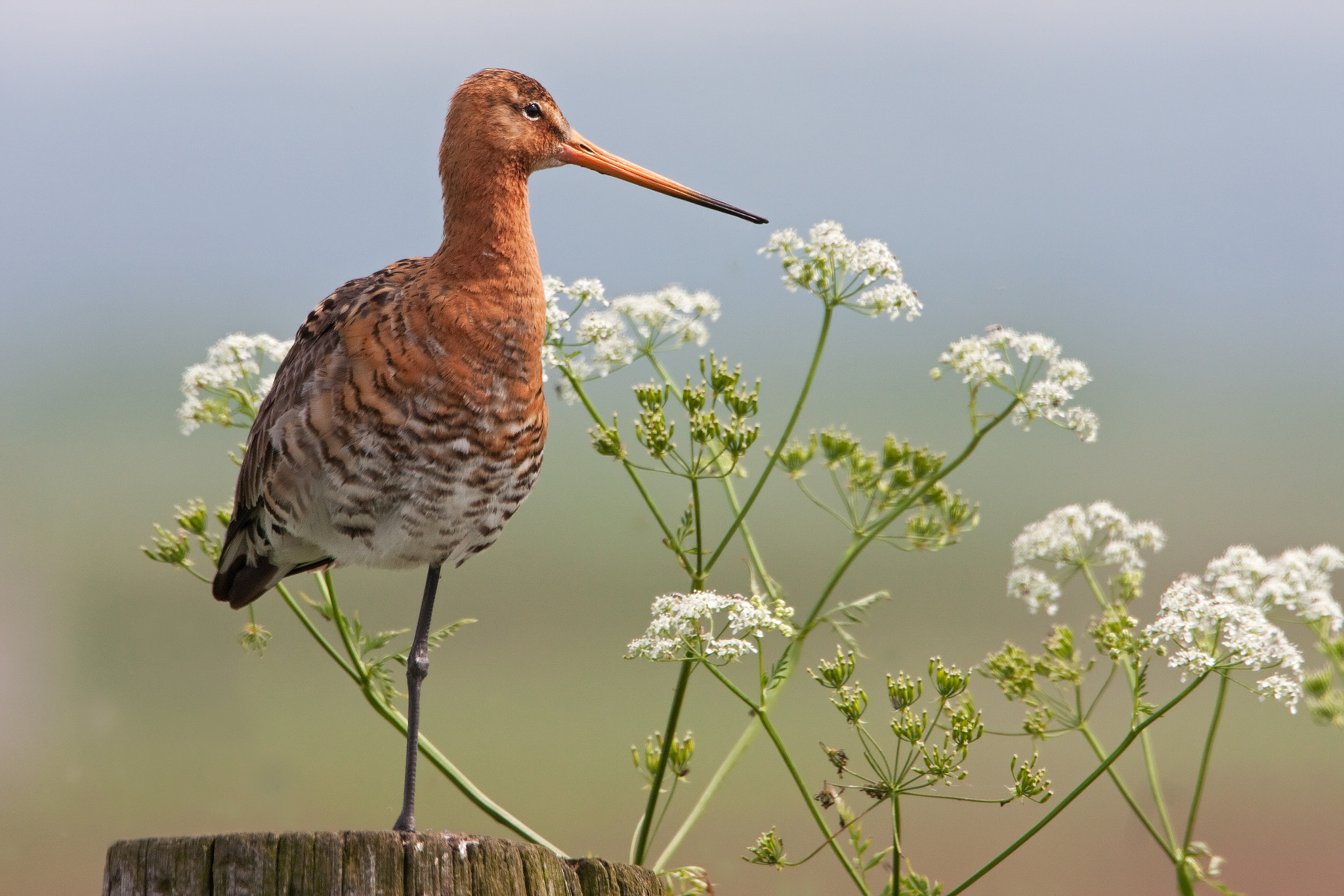 Canon EOS 40D + Canon EF 500mm F4L IS USM sample photo. Black-tailed godwit photography