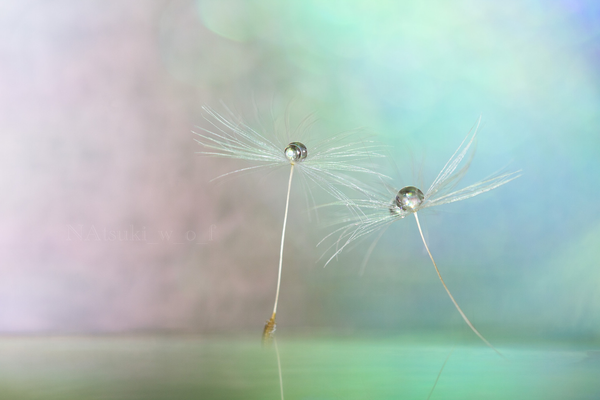 Tamron SP AF 180mm F3.5 Di LD (IF) Macro sample photo. Fantasy world photography