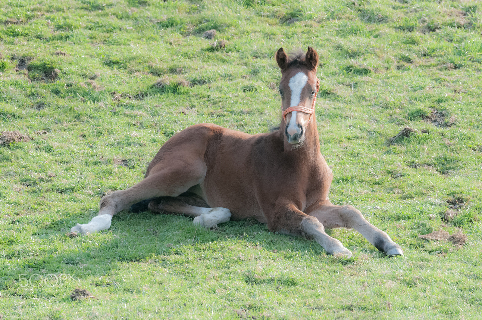 Sigma 150-600mm F5-6.3 DG OS HSM | S sample photo. Baby horse. photography
