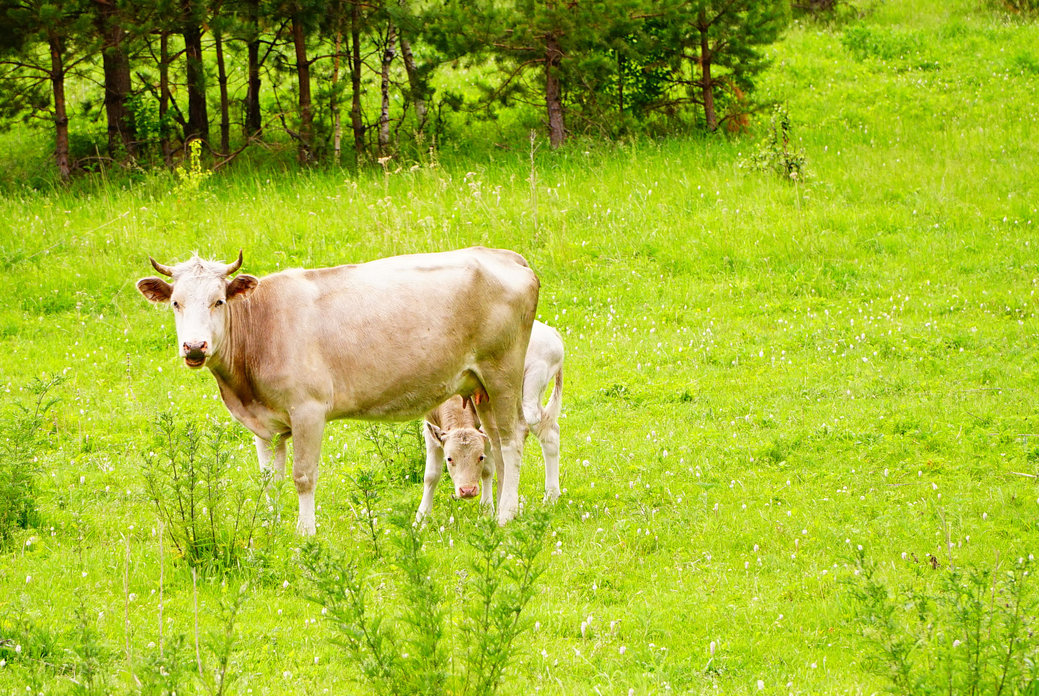 Sony a7 + Sony E PZ 18-105mm F4 G OSS sample photo. Cow and calf photography