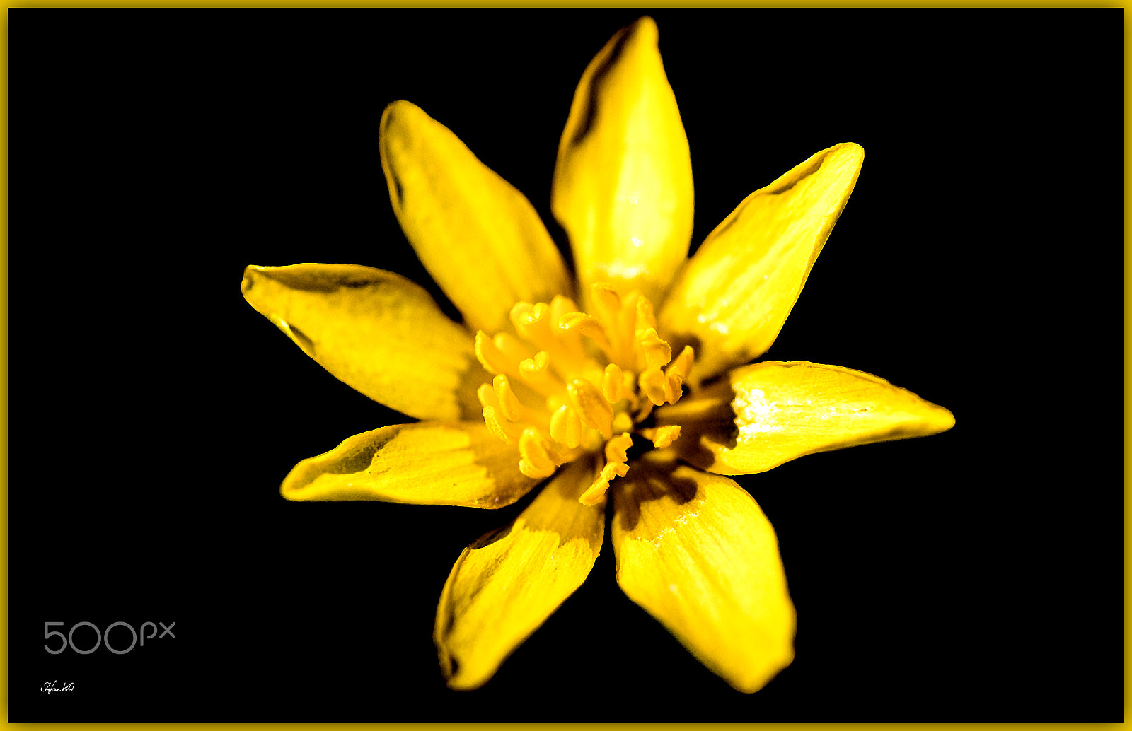 Canon EOS 600D (Rebel EOS T3i / EOS Kiss X5) + Sigma 105mm F2.8 EX DG Macro sample photo. - yellow blossom - photography