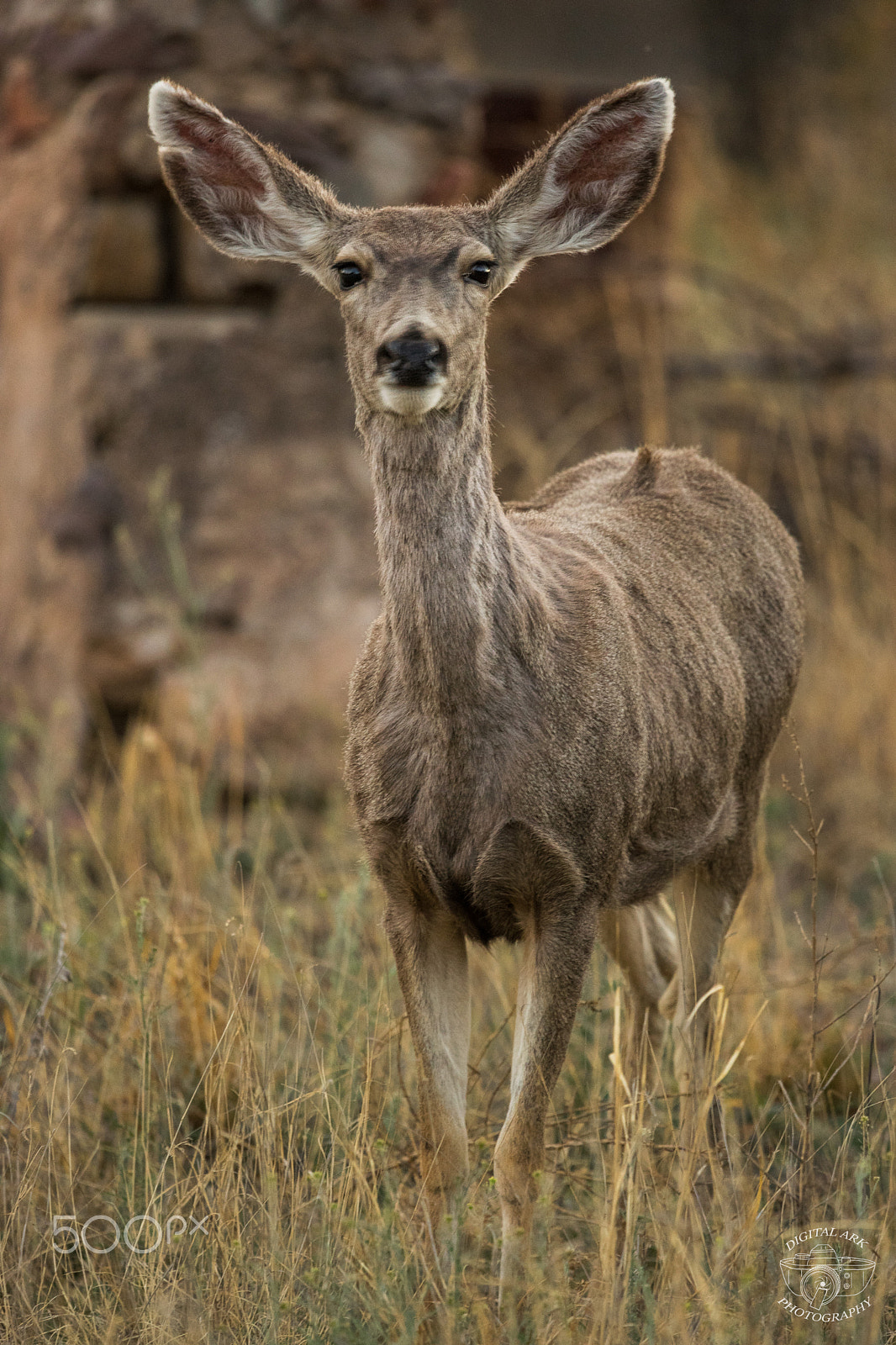 Nikon Nikkor AF-S 300mm F4E PF ED VR sample photo. Ears photography